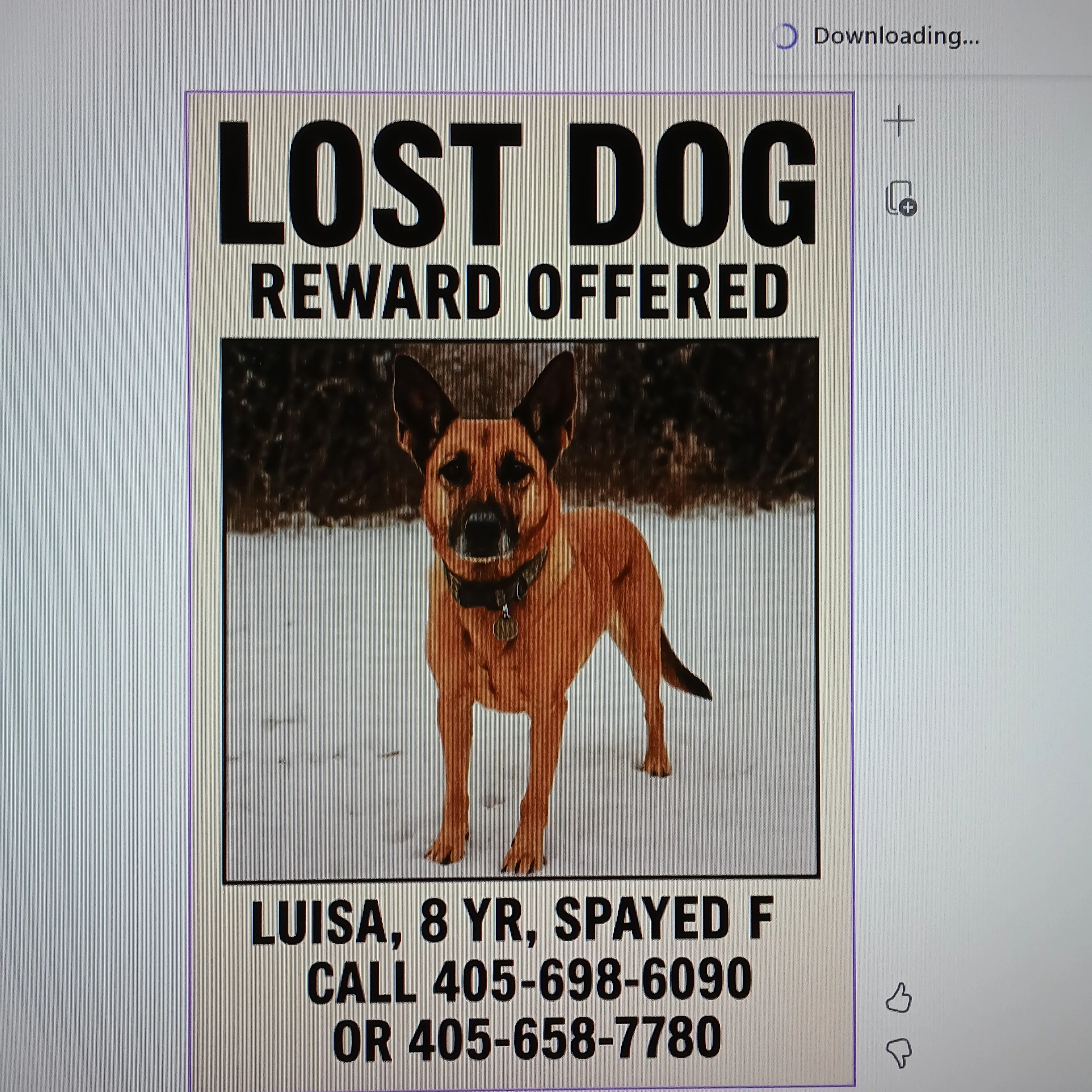 Lost pet-2