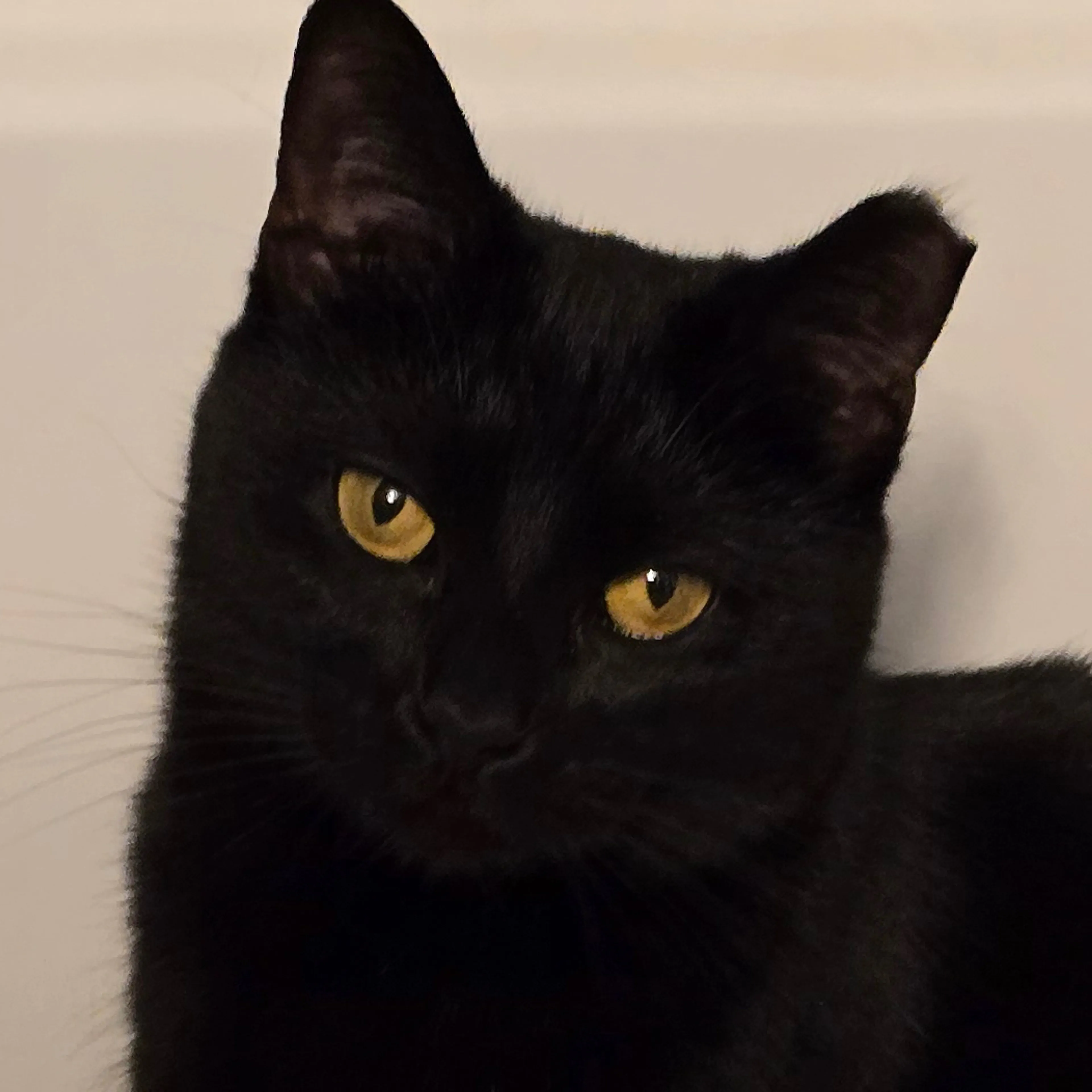 Lost pet-2