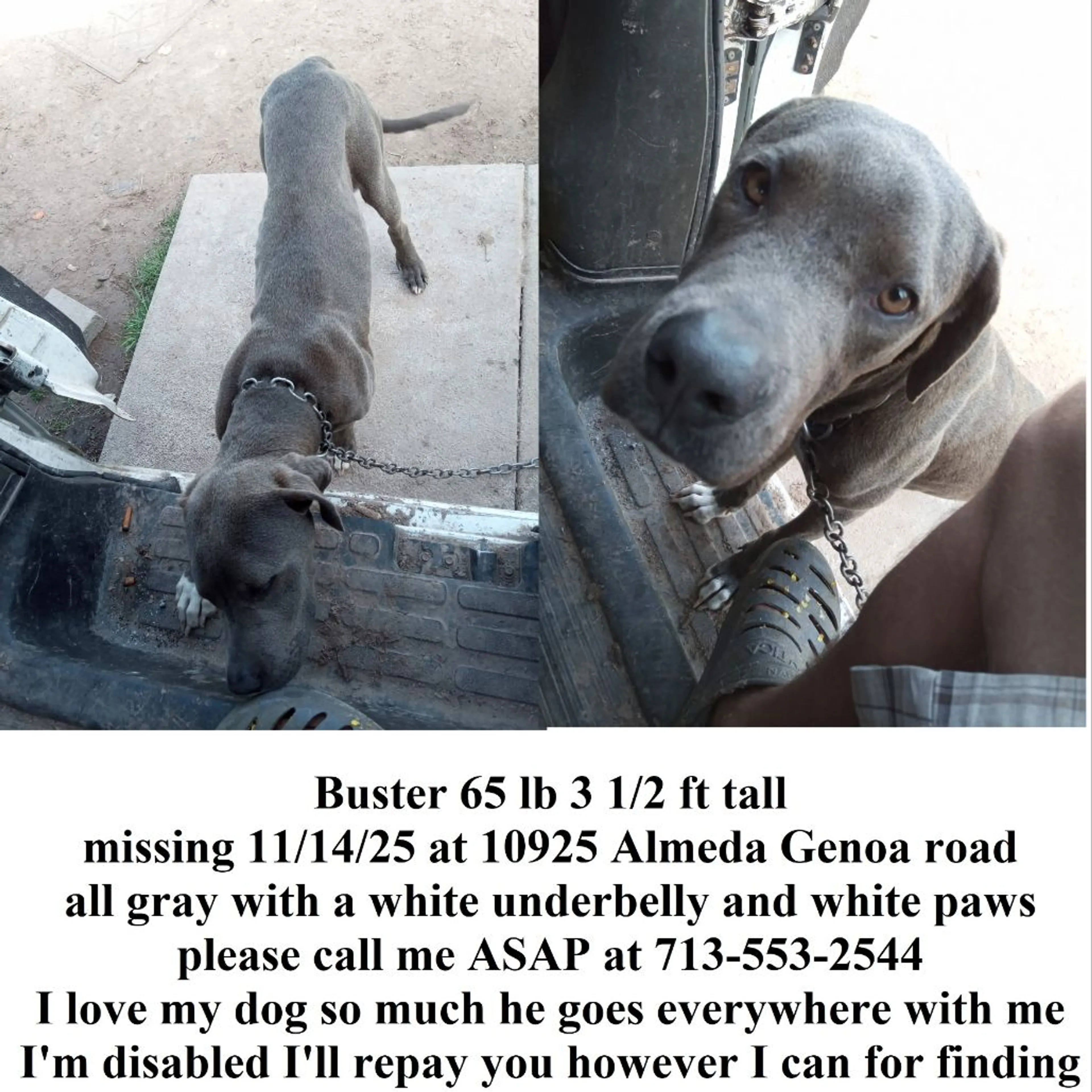 Lost pet