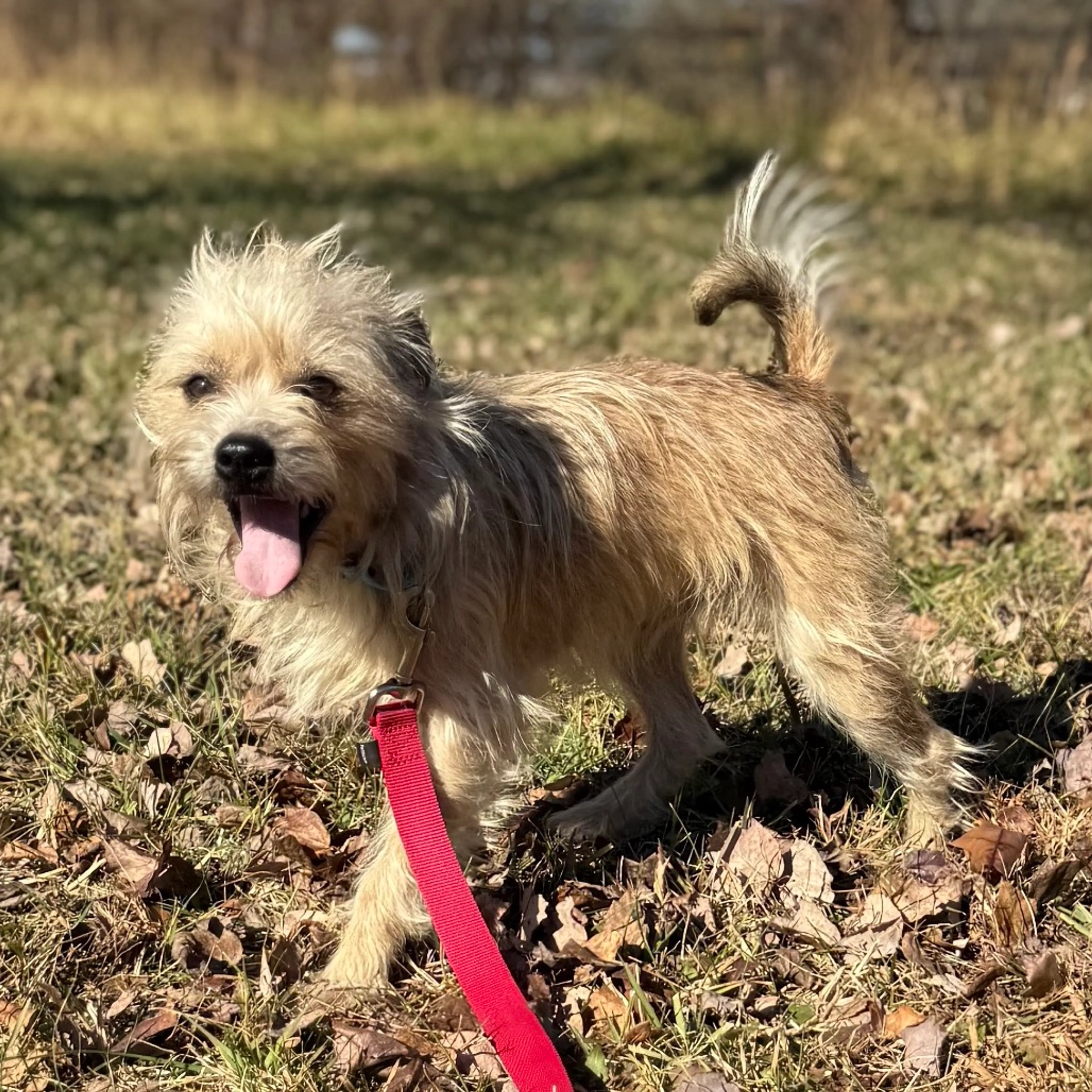 Found pet-1
