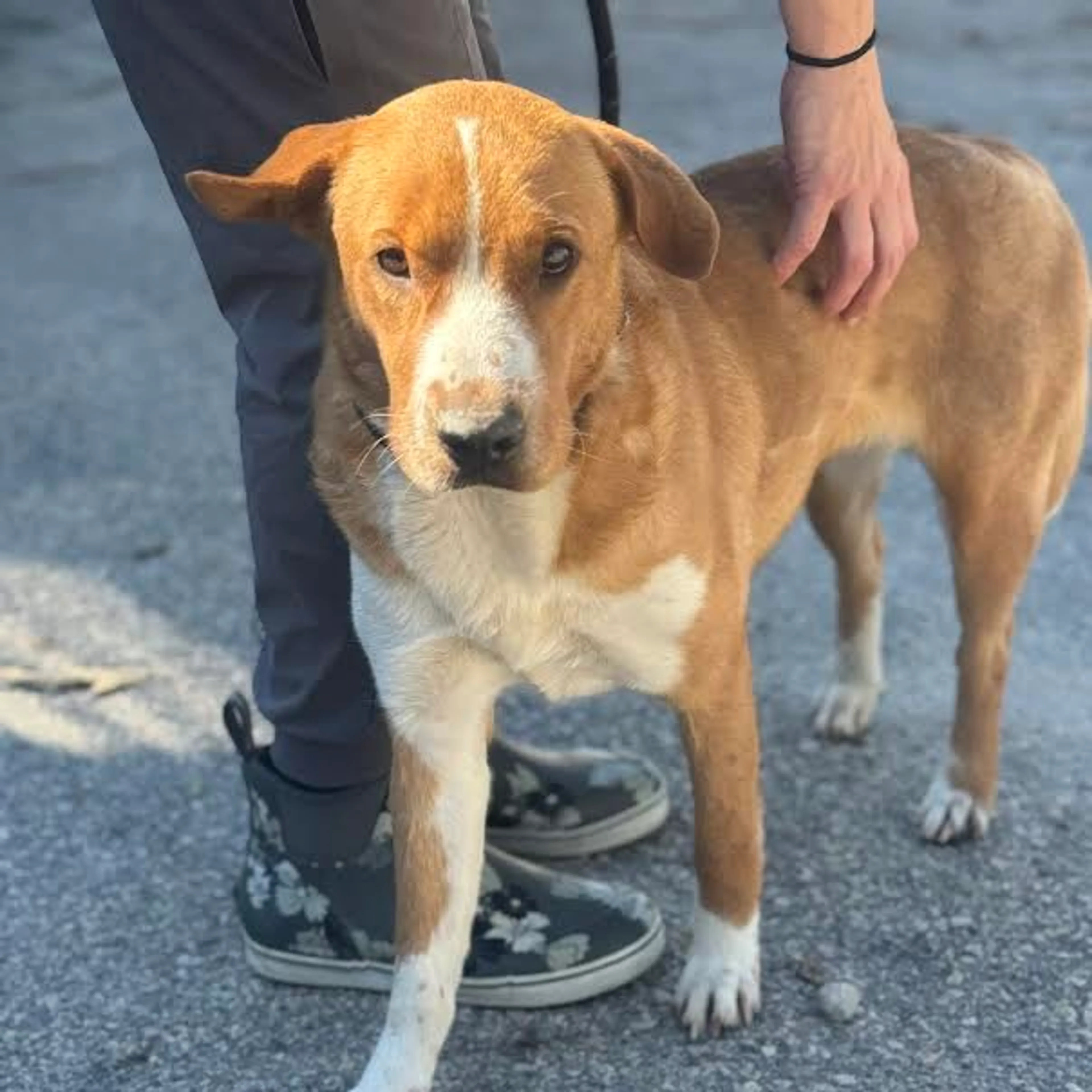 Found pet-1