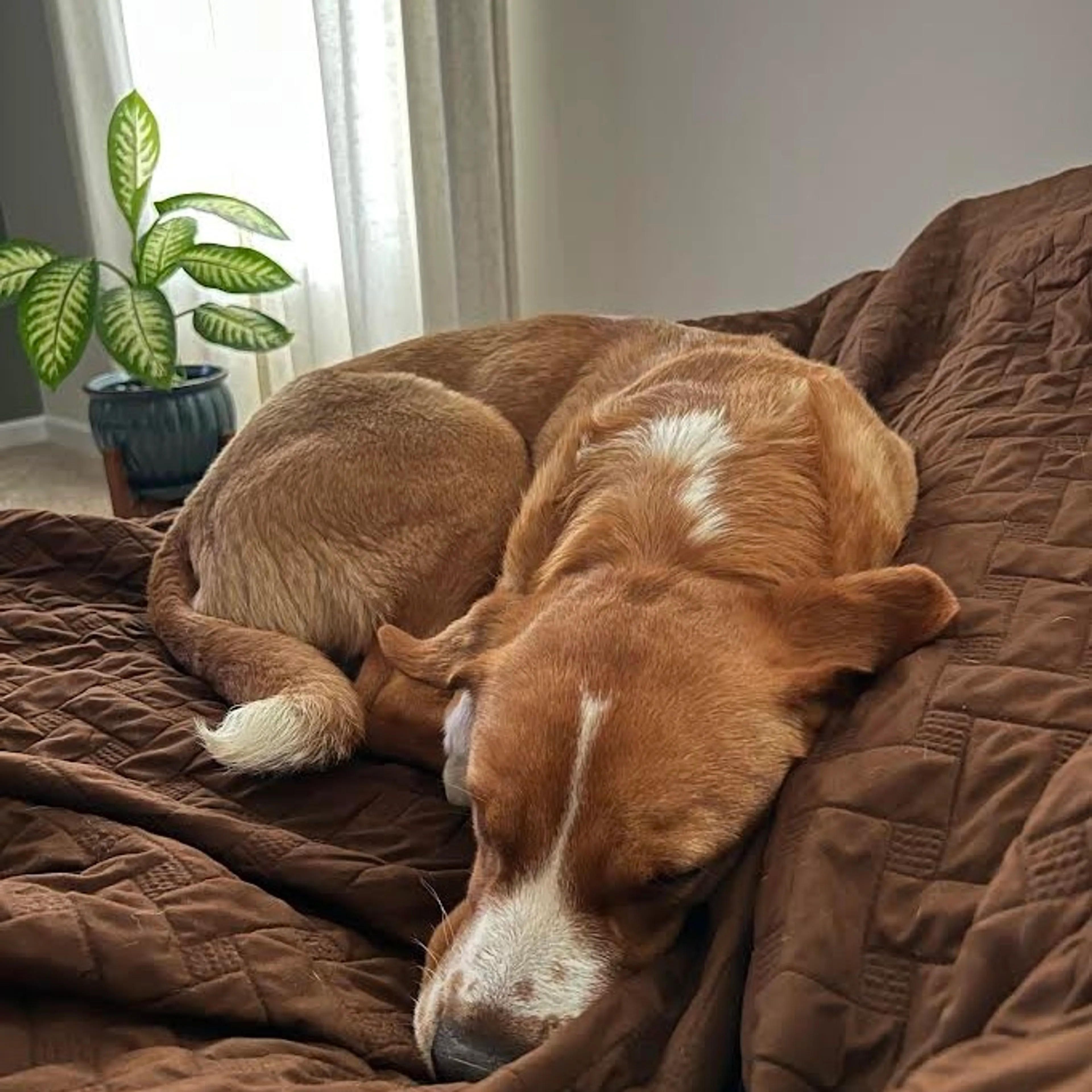 Found pet-8