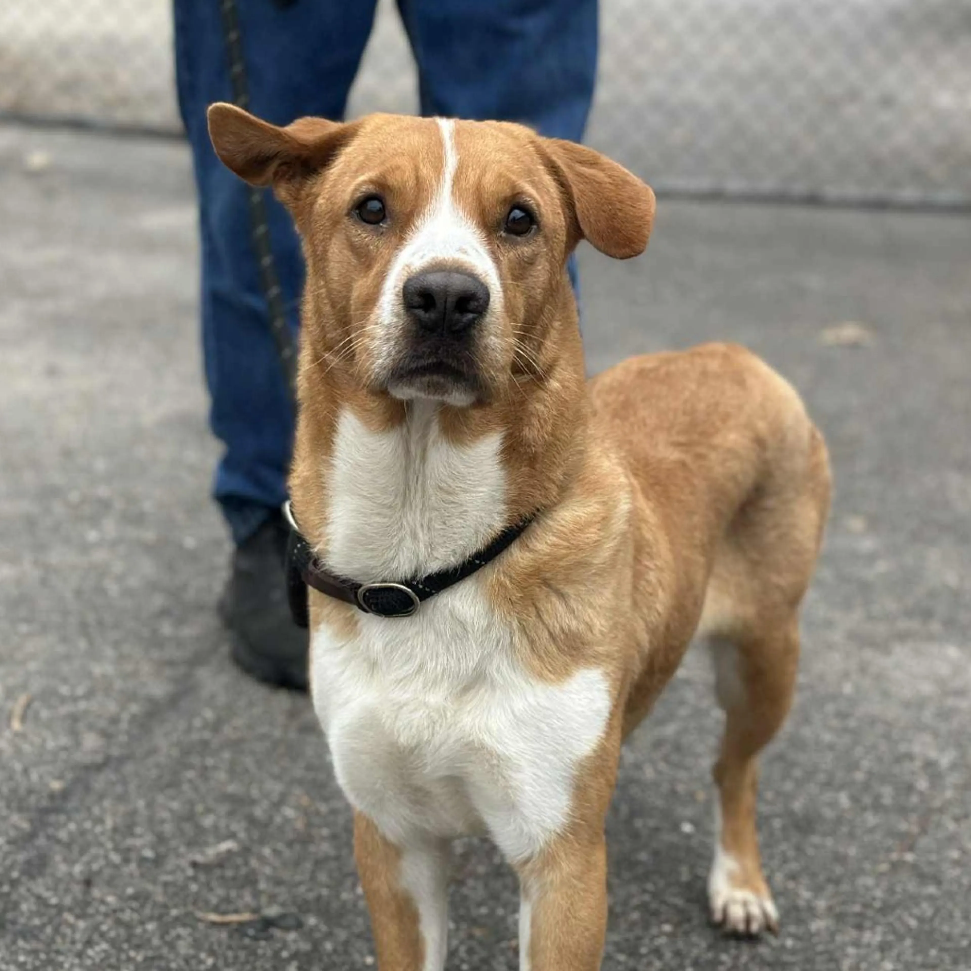 Found pet-3