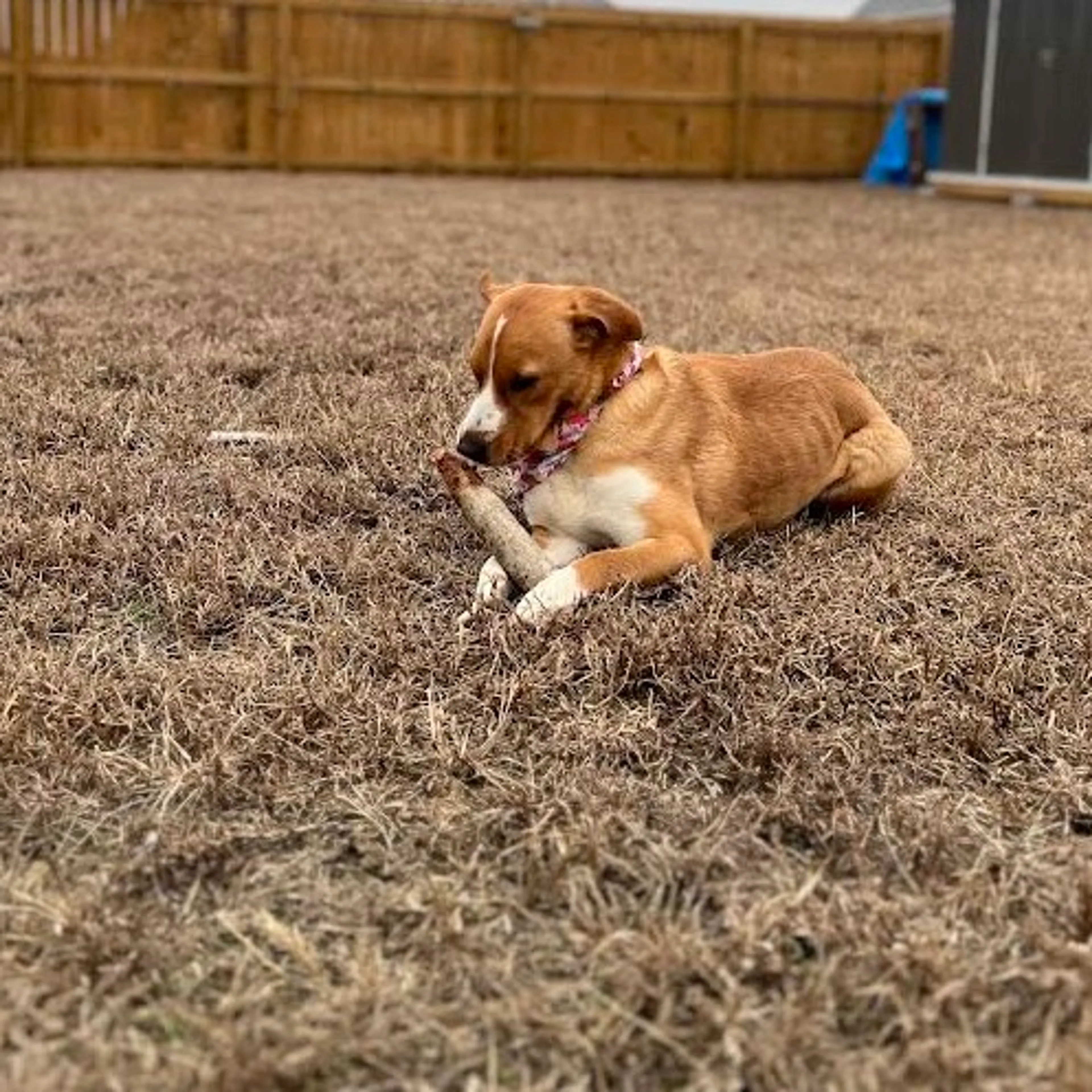Found pet-4