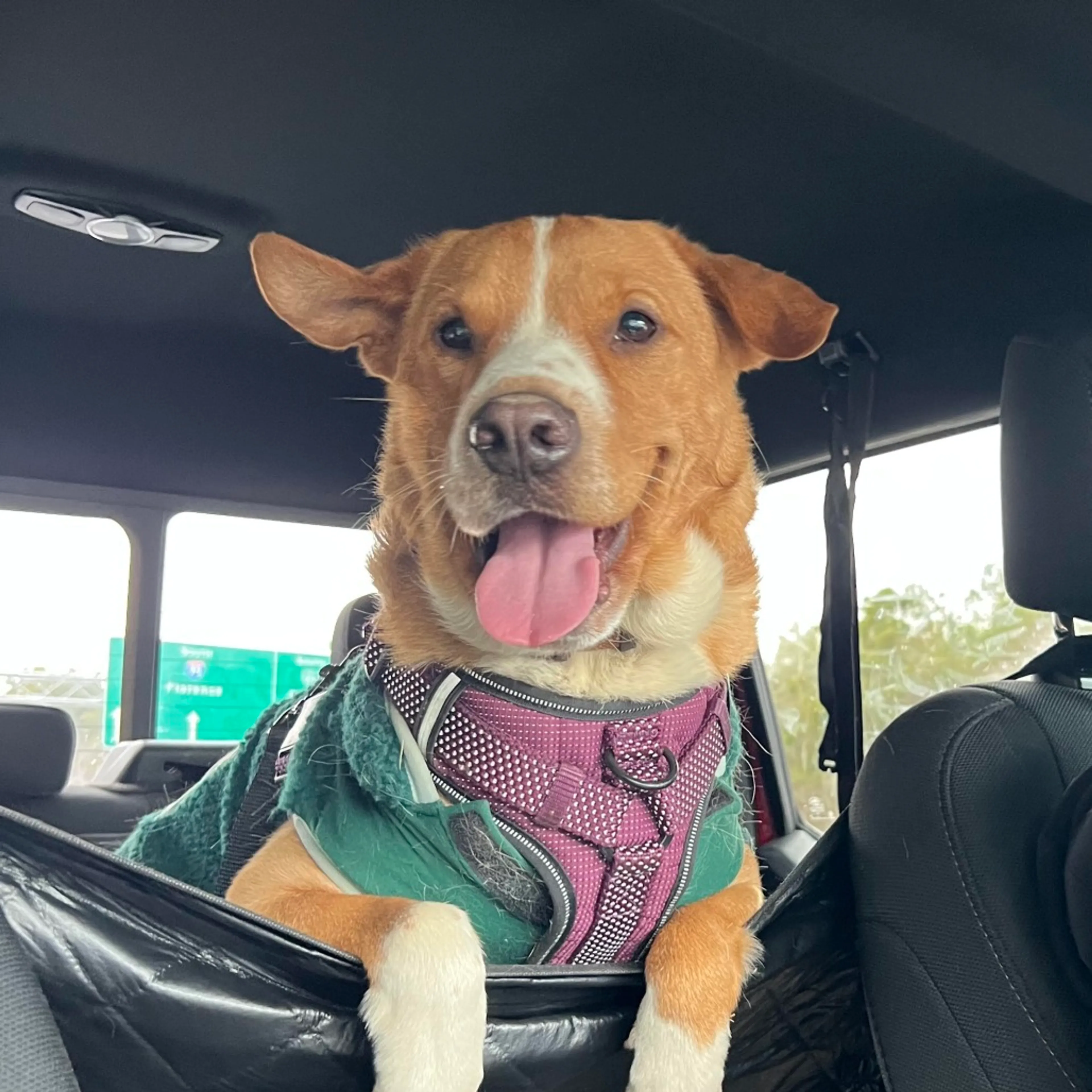 Found pet-7