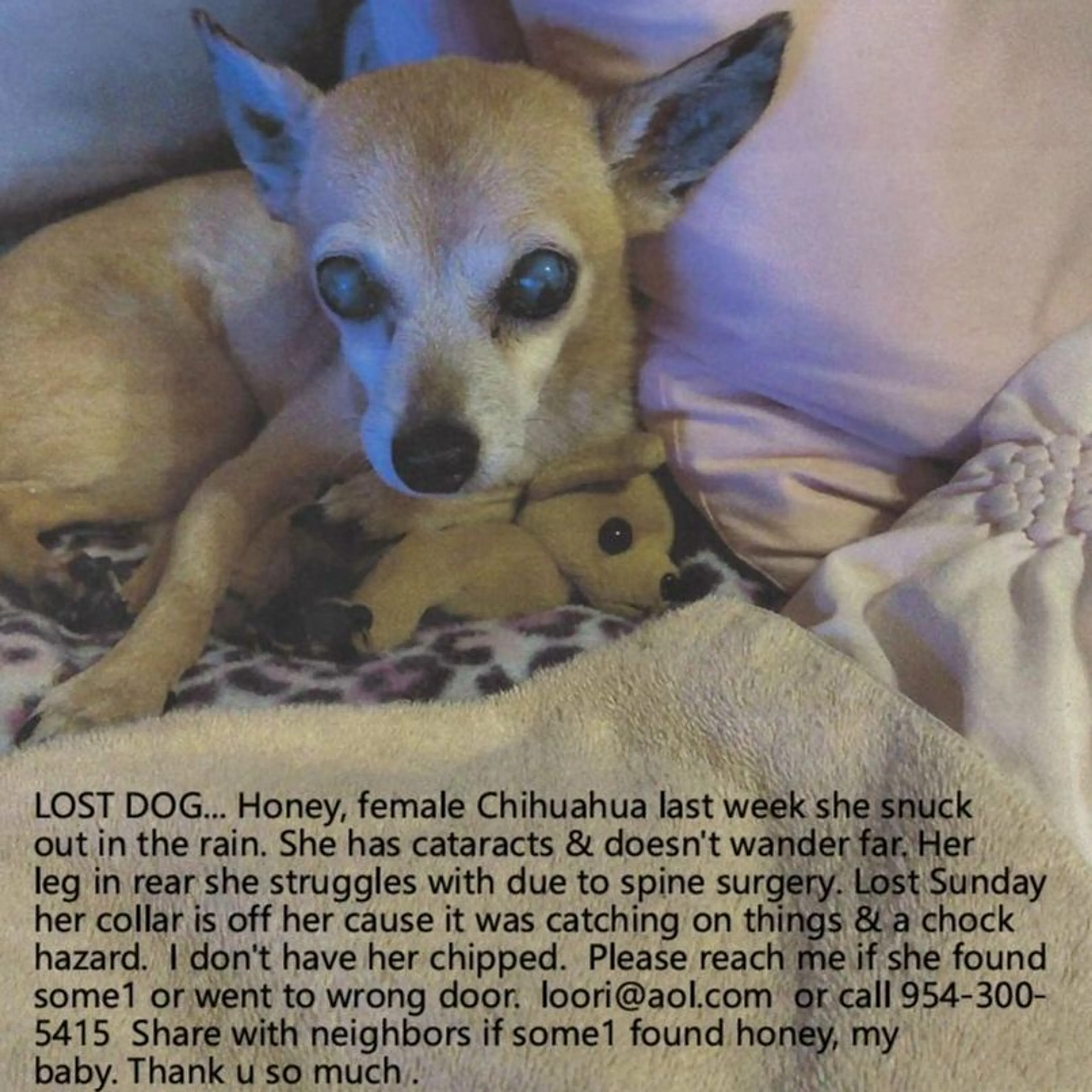 Lost pet