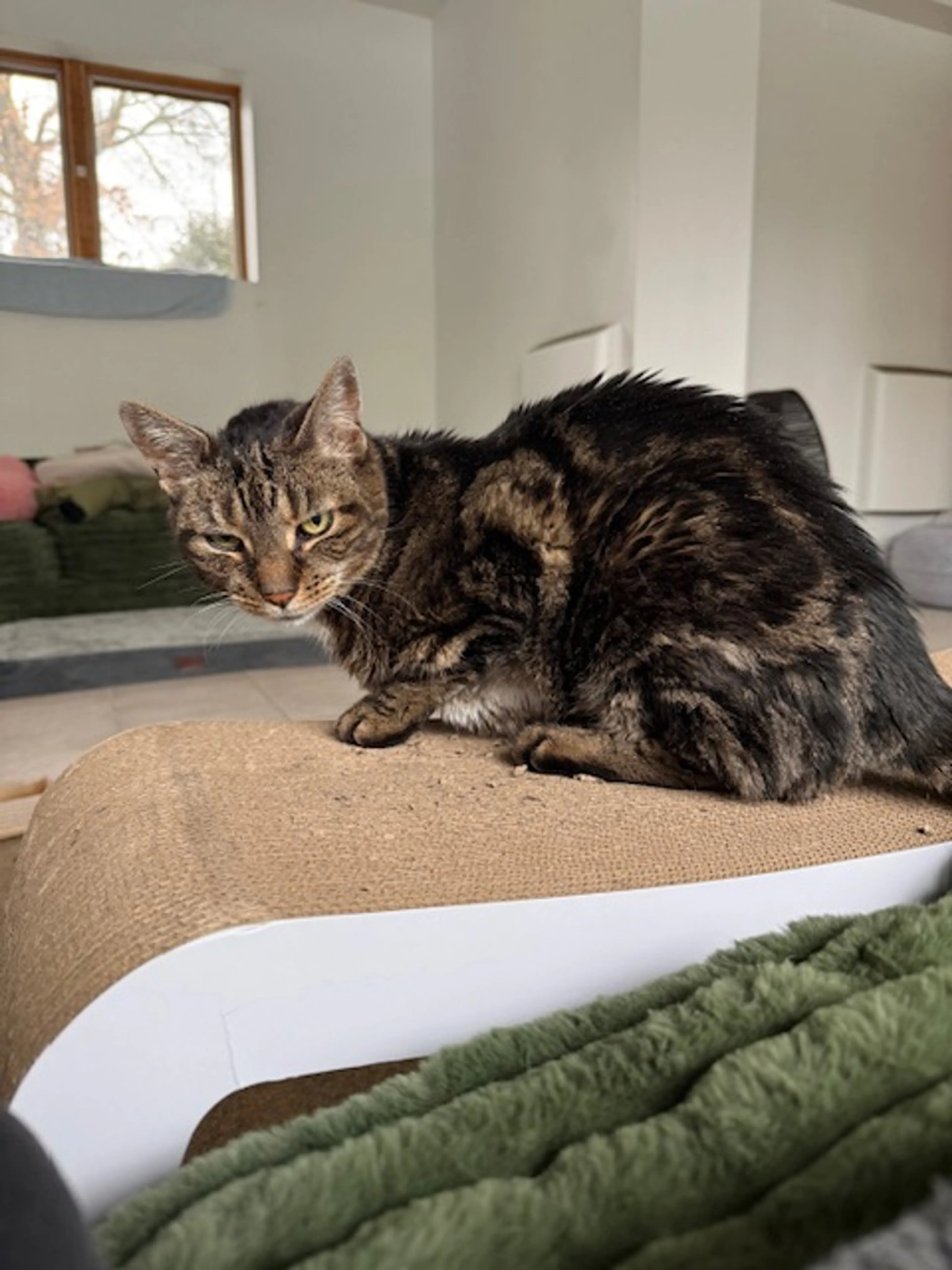 Found pet-4