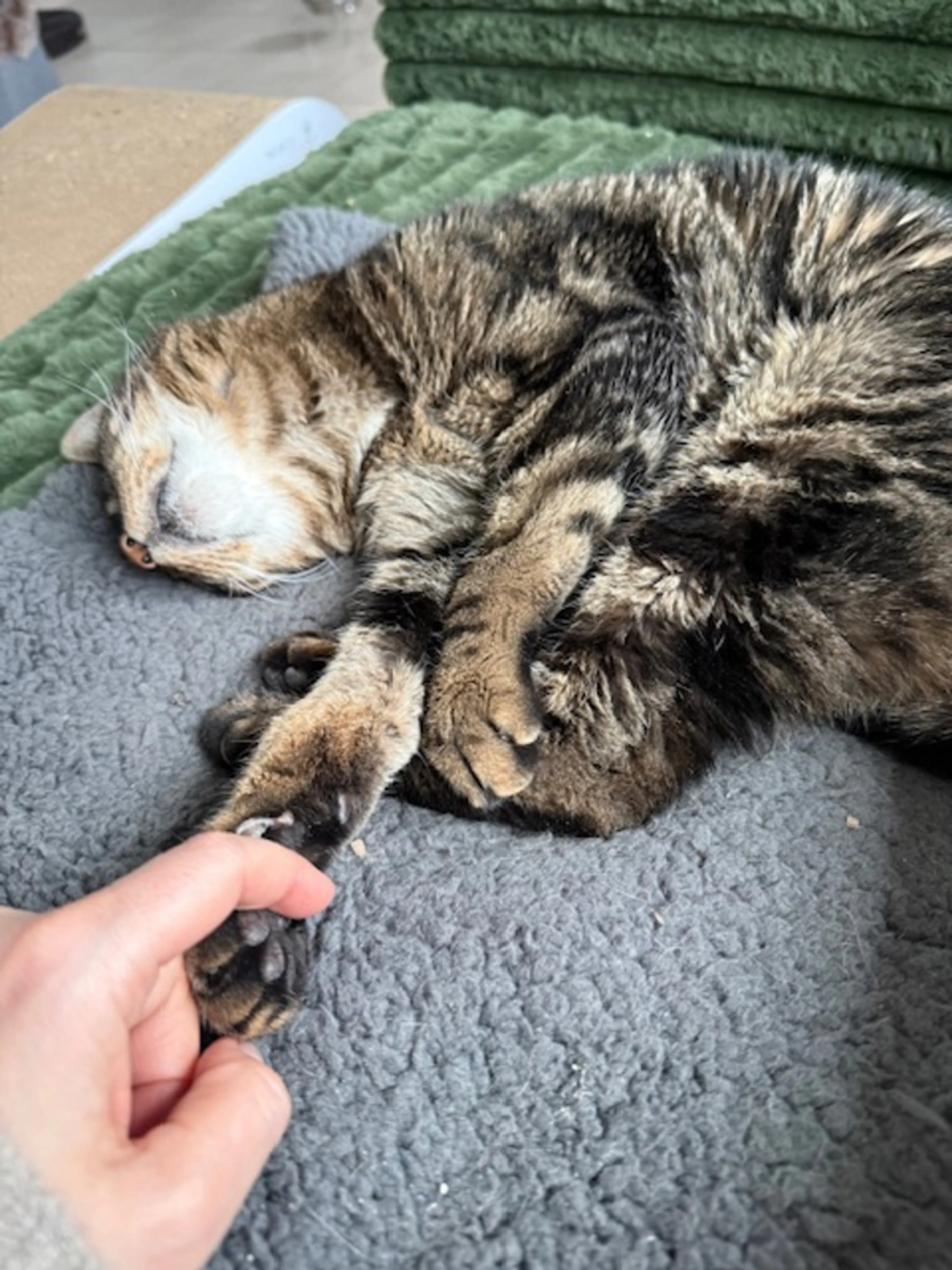 Found pet-2