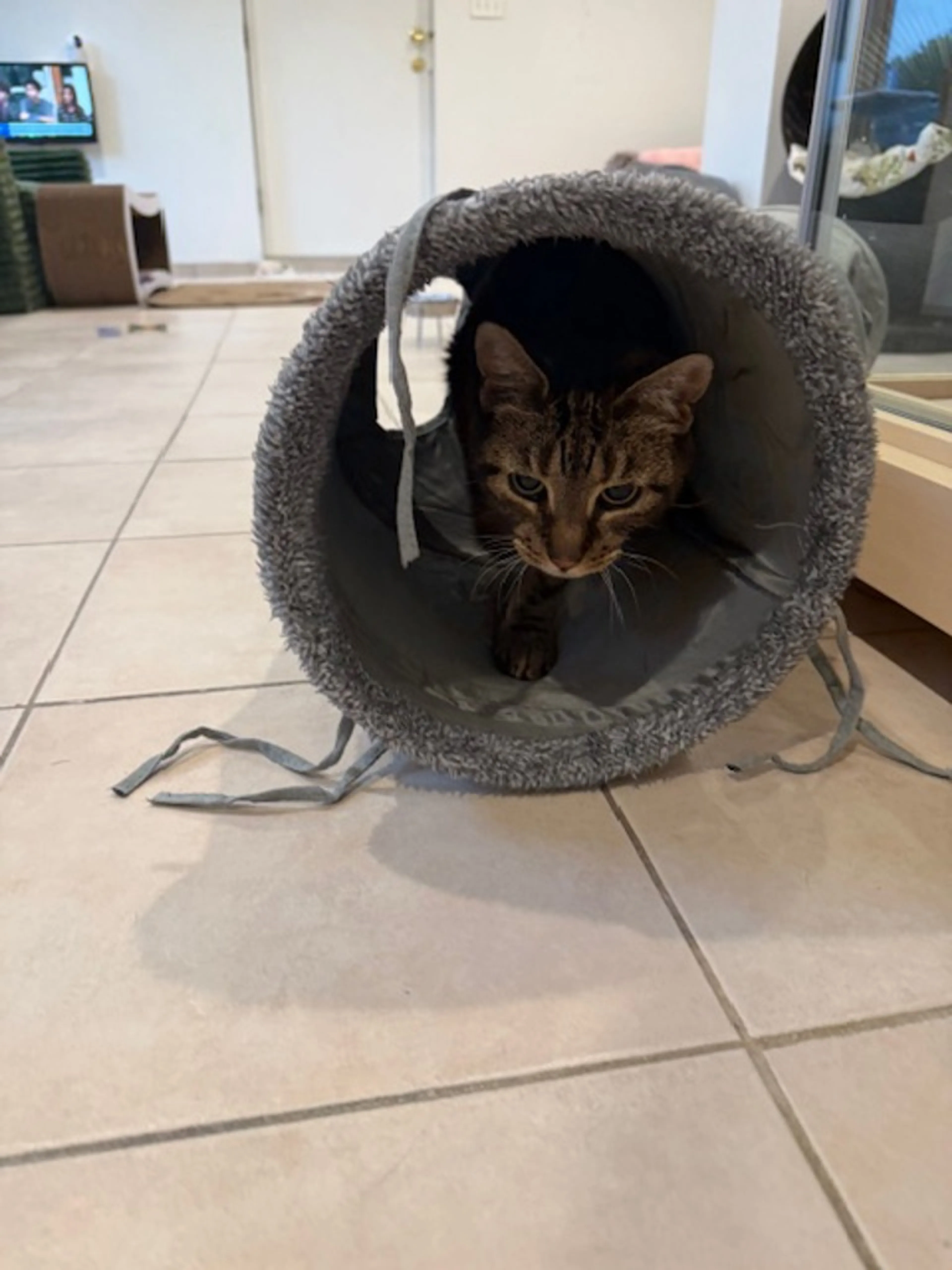 Found pet-0