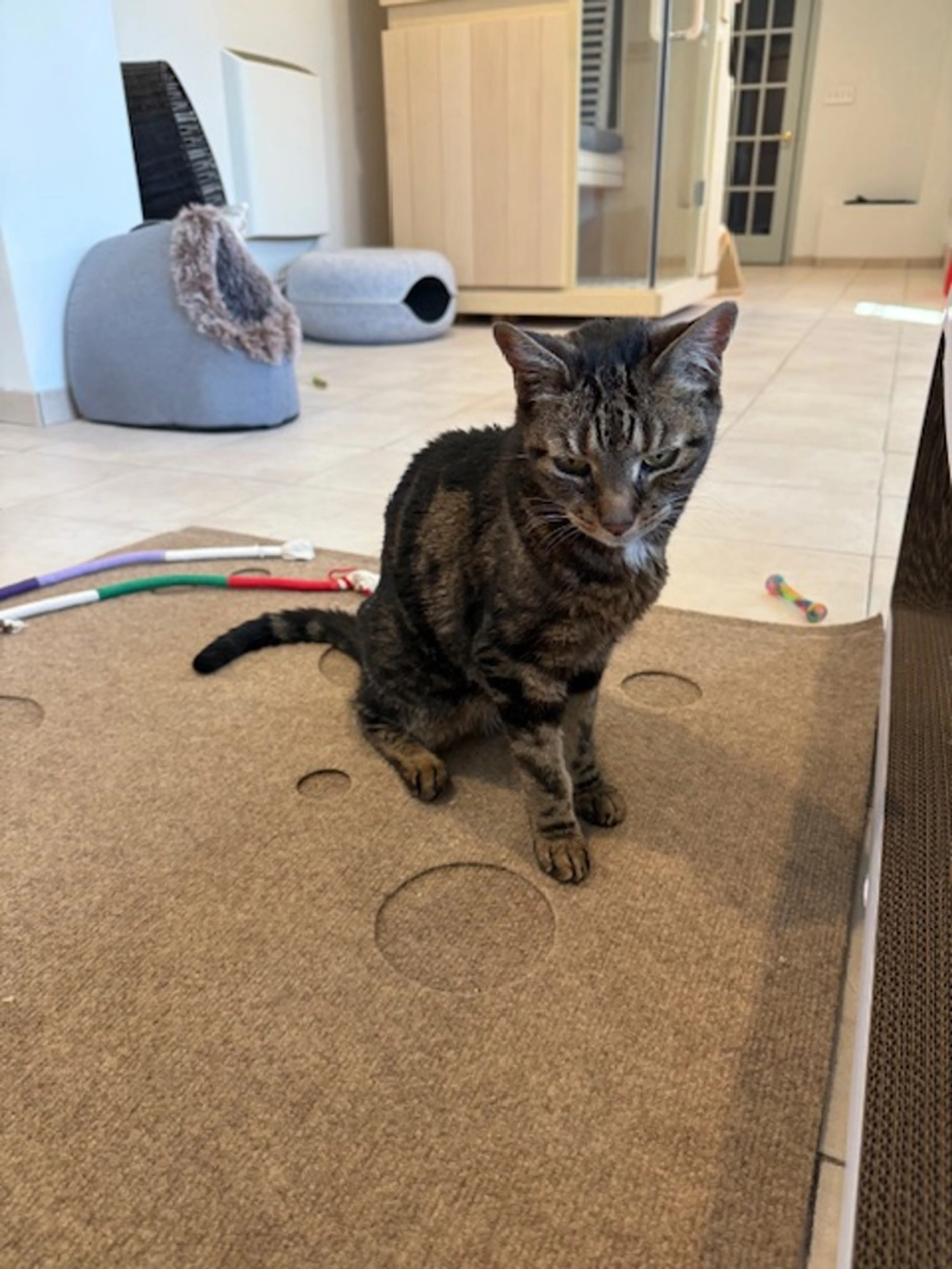 Found pet-1