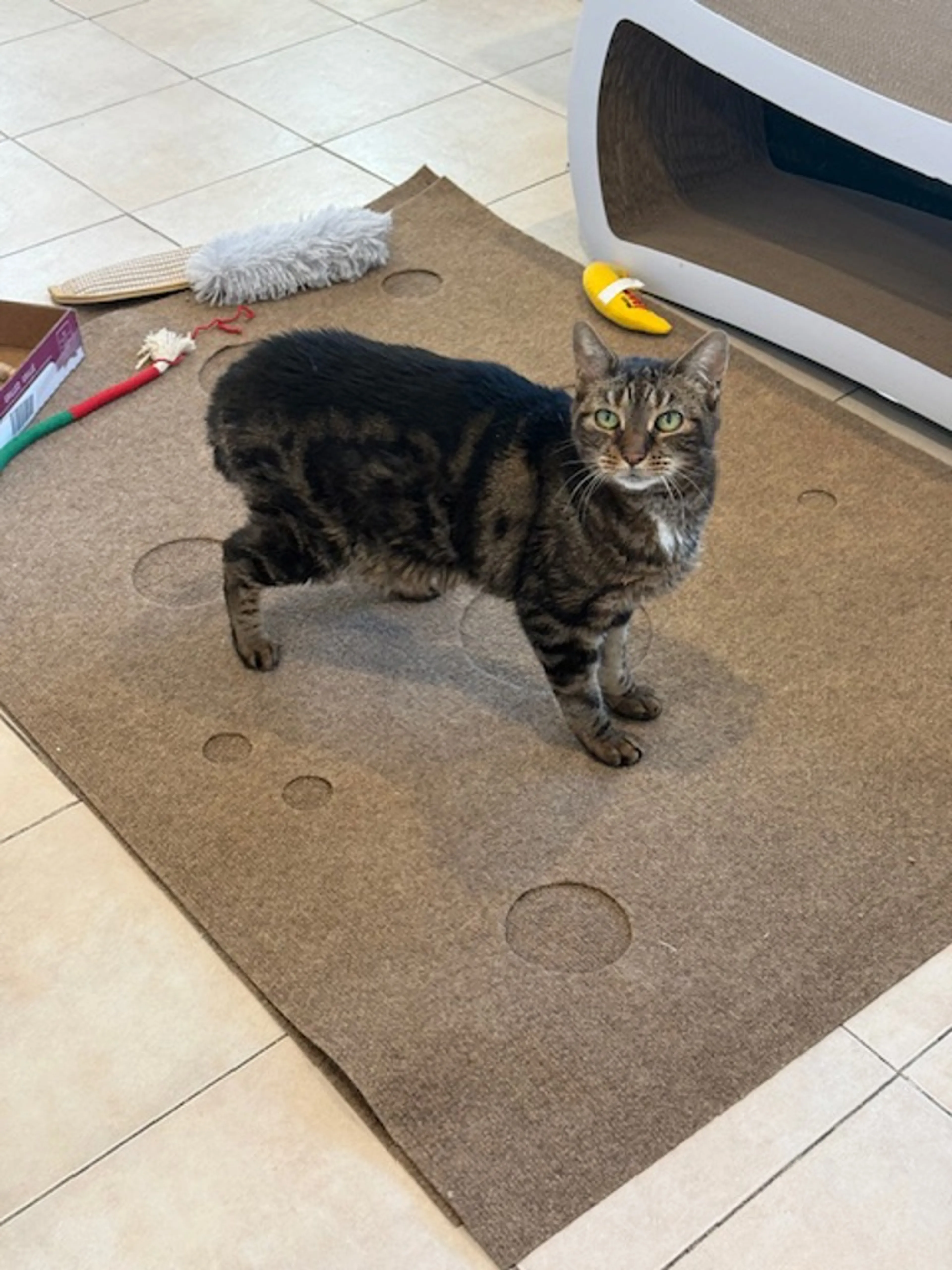 Found pet-3