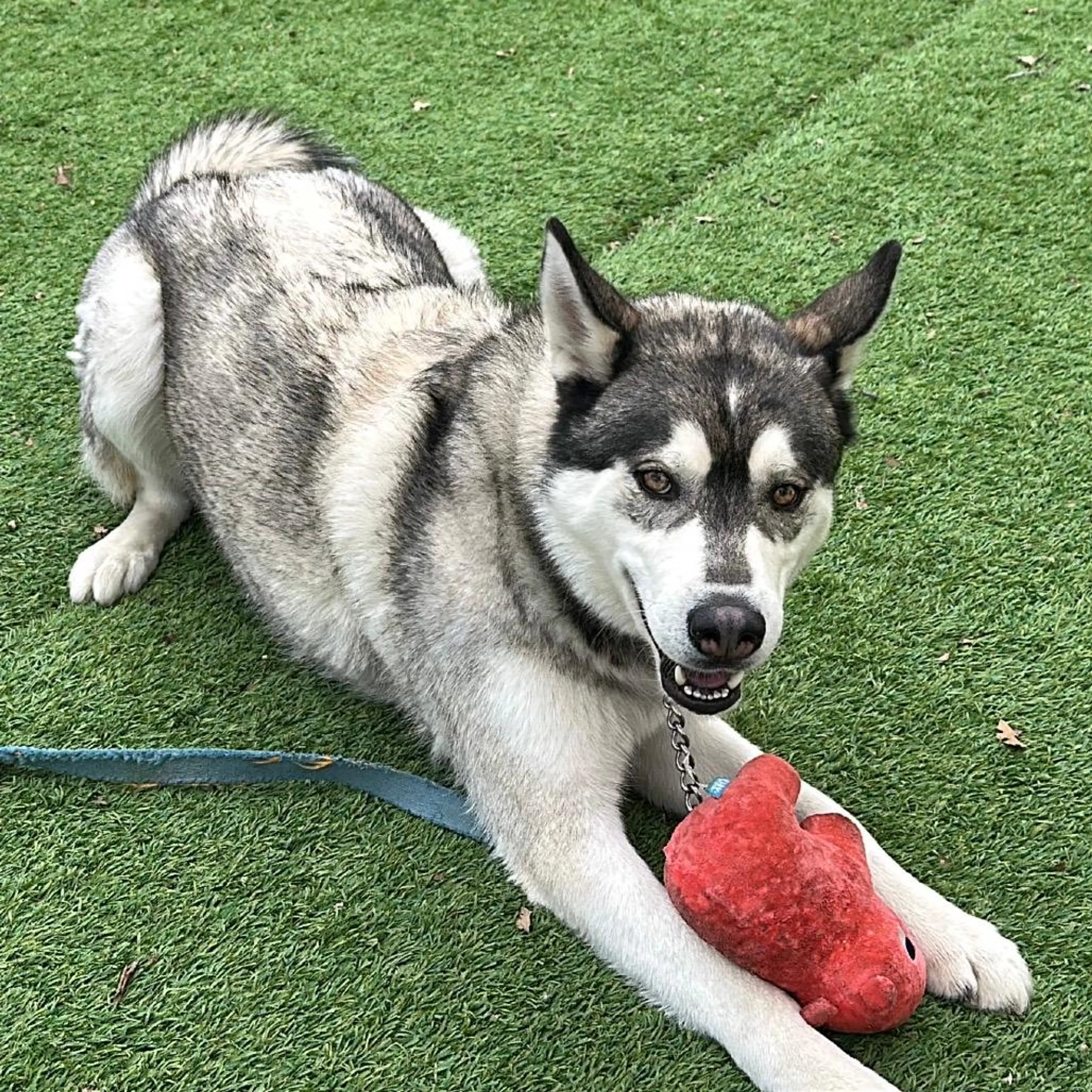 Found pet-5
