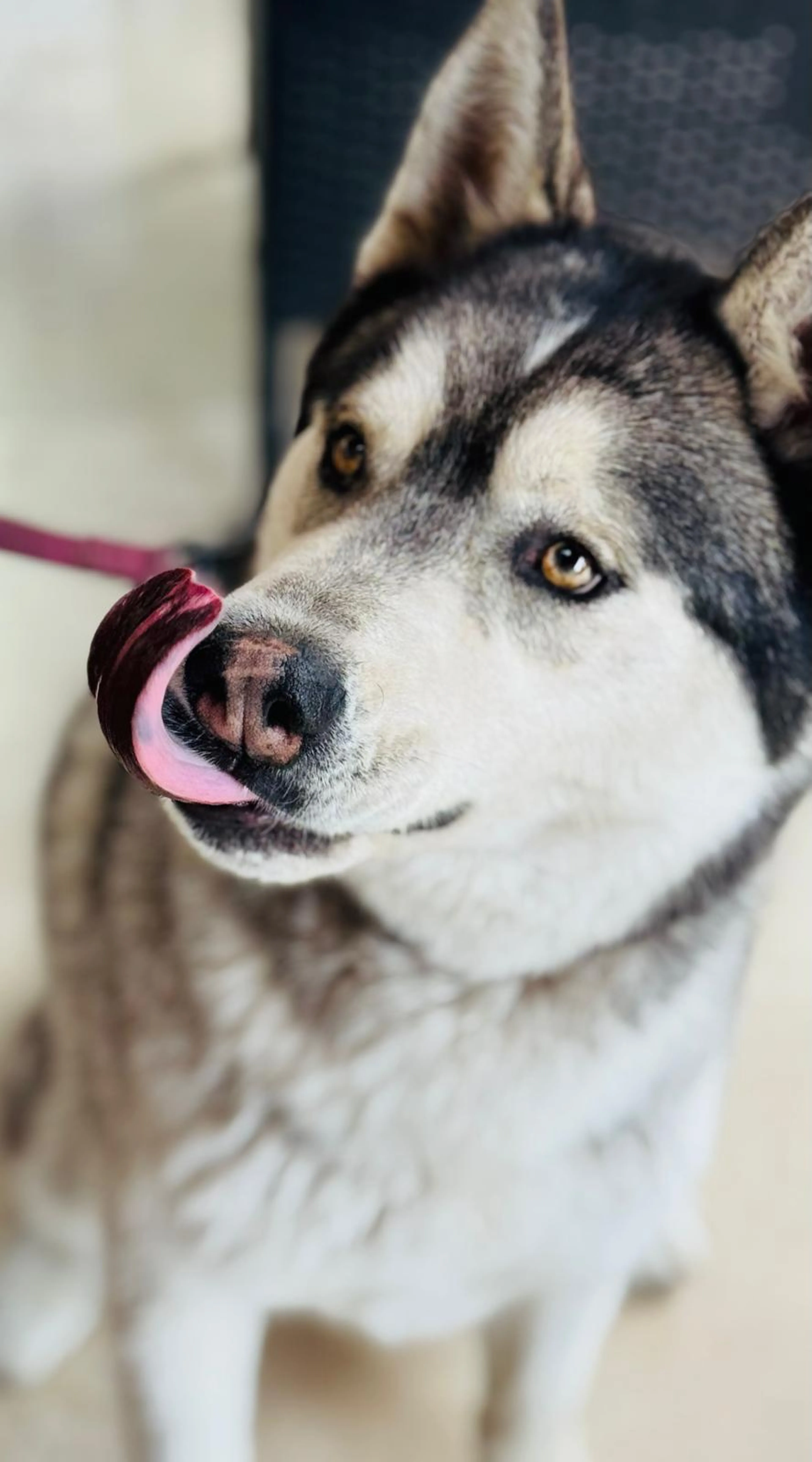 Found pet-10