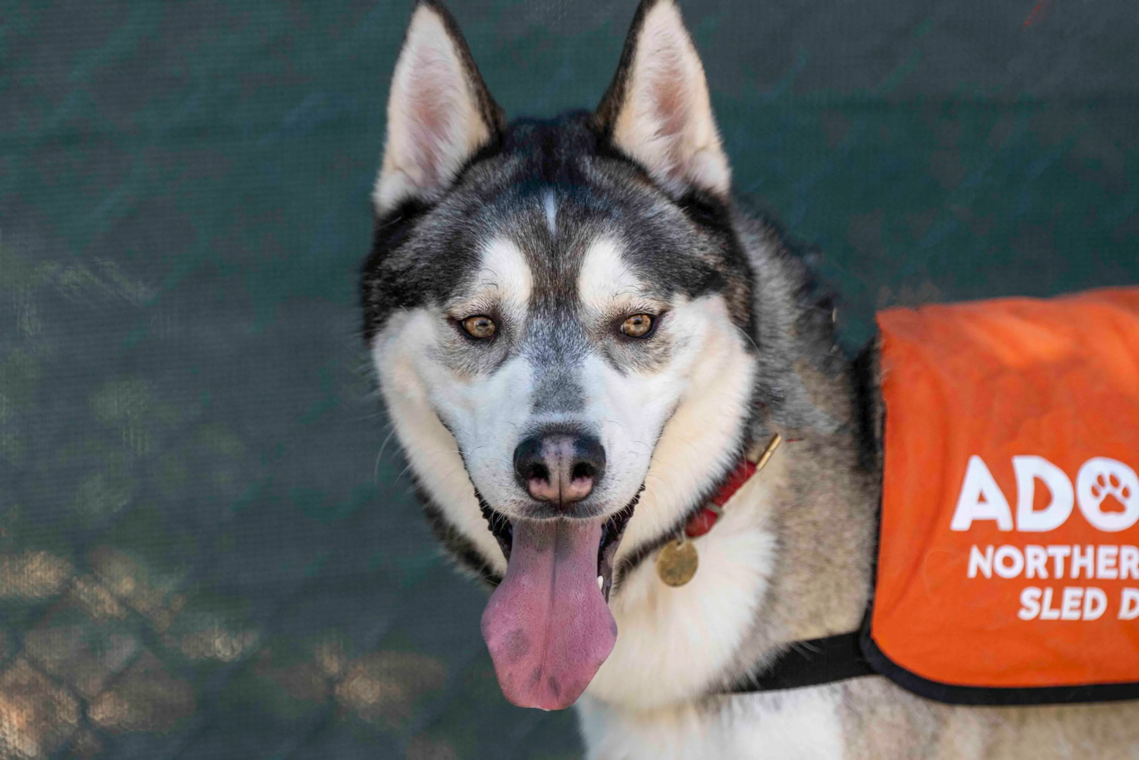 Found pet-15