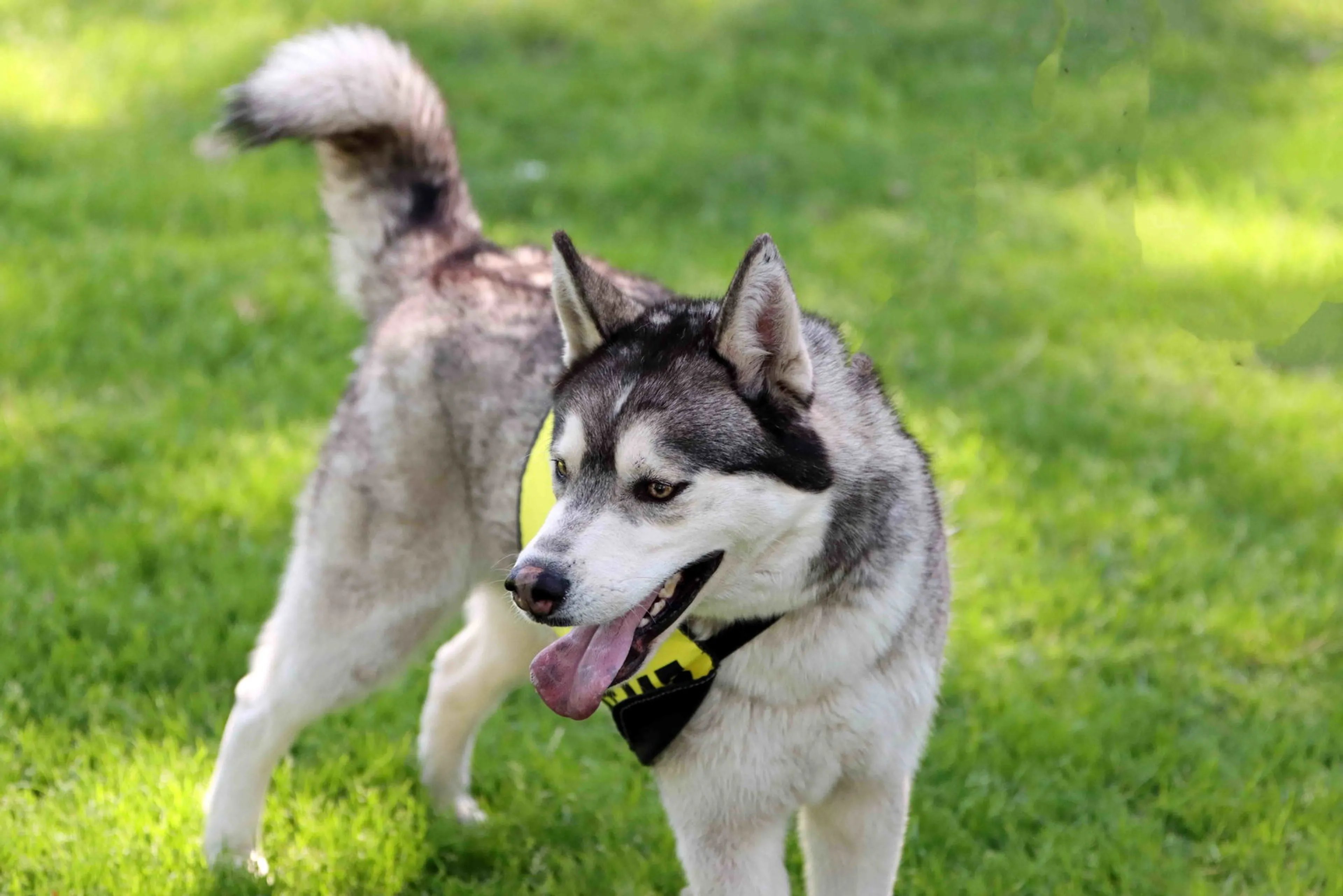 Found pet-1