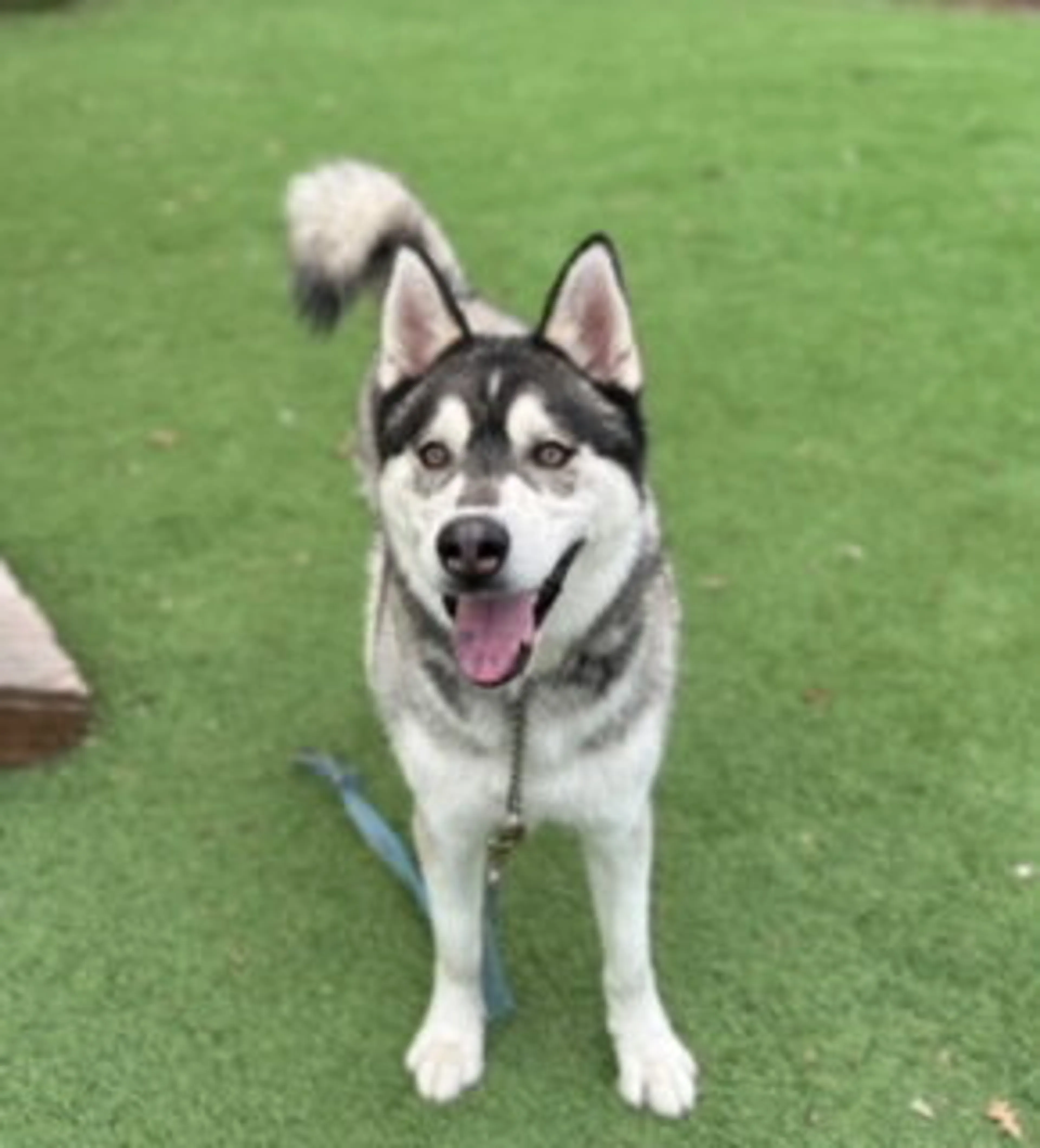 Found pet-8