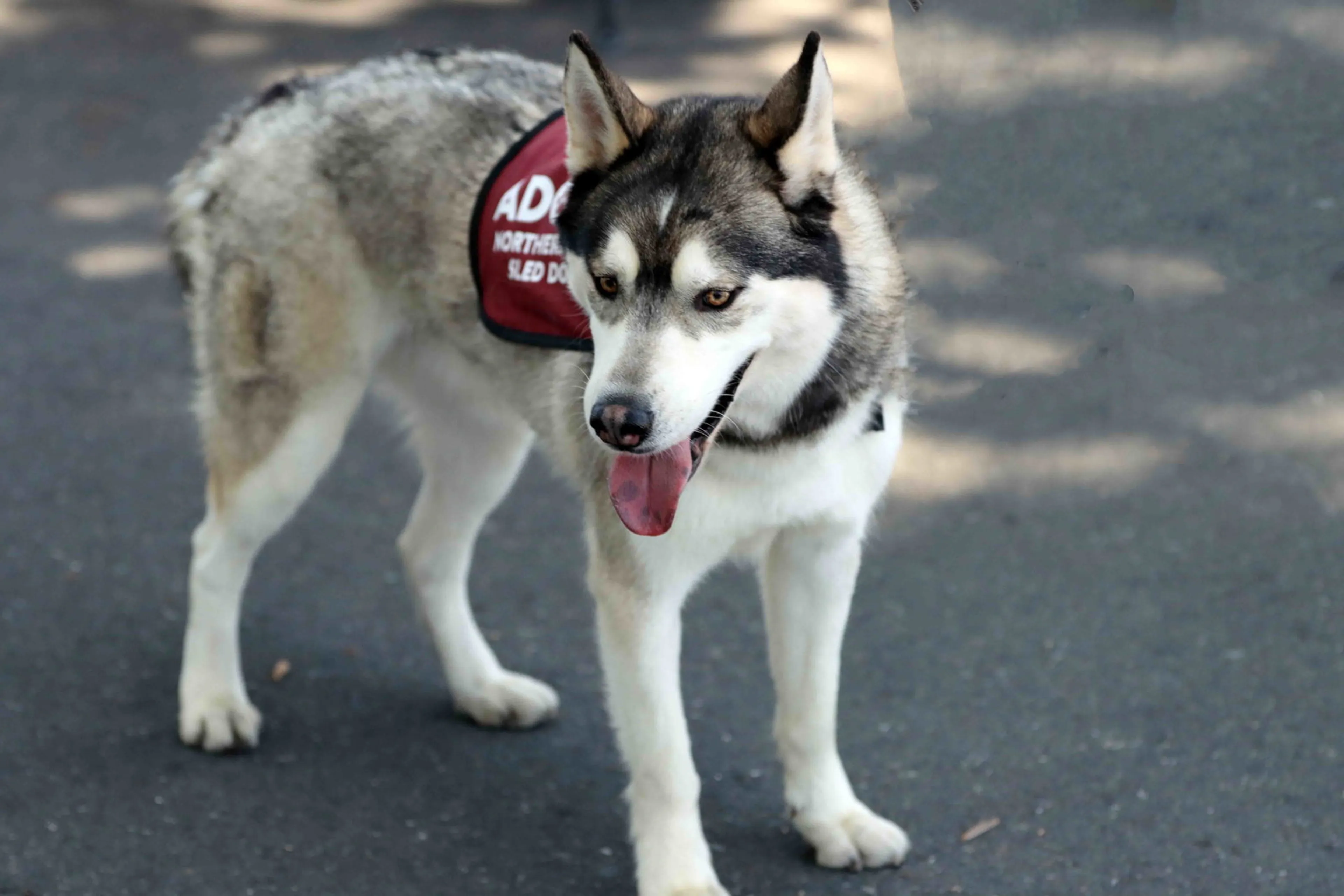 Found pet-16