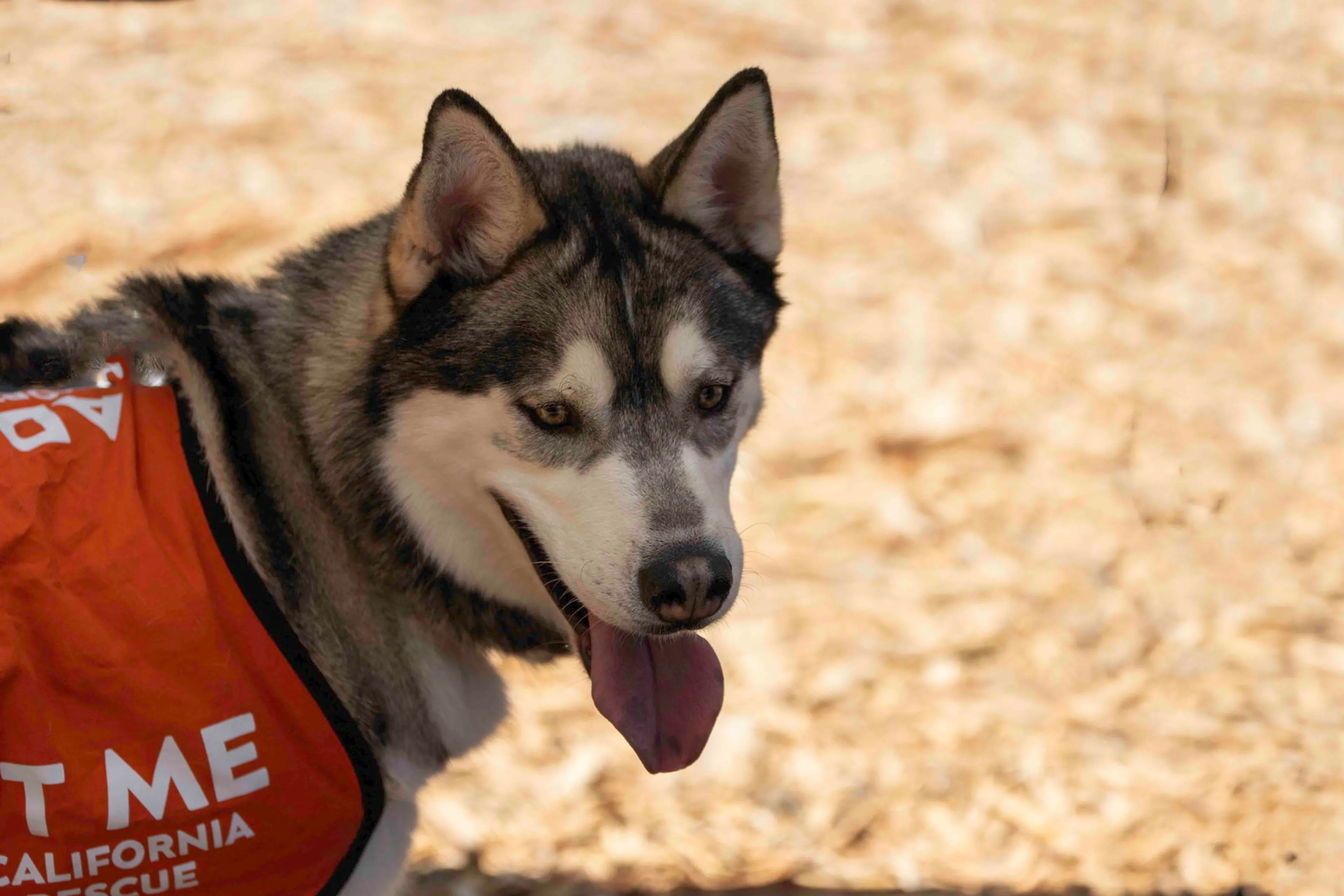 Found pet-14