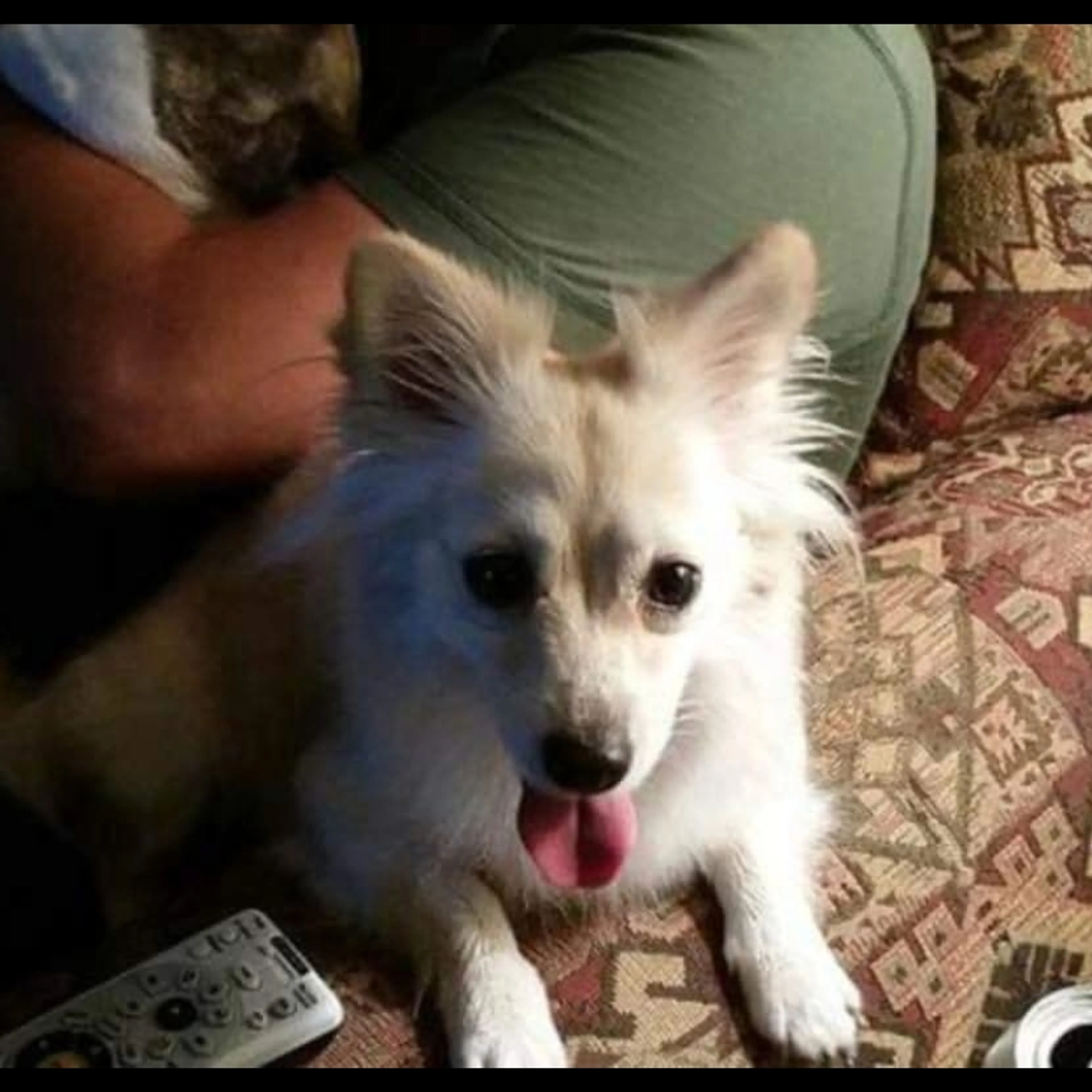 Lost pet-2
