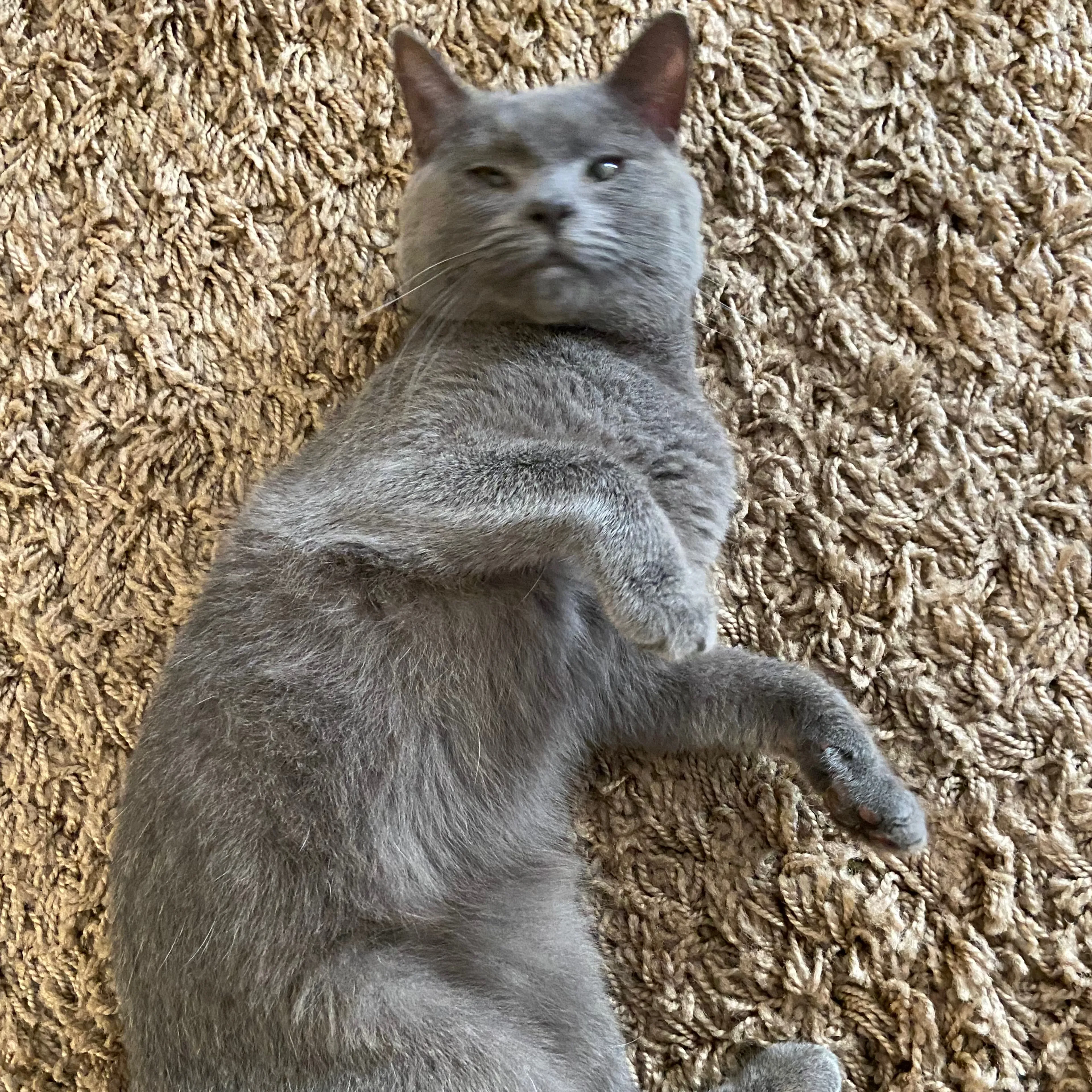 Lost pet-1