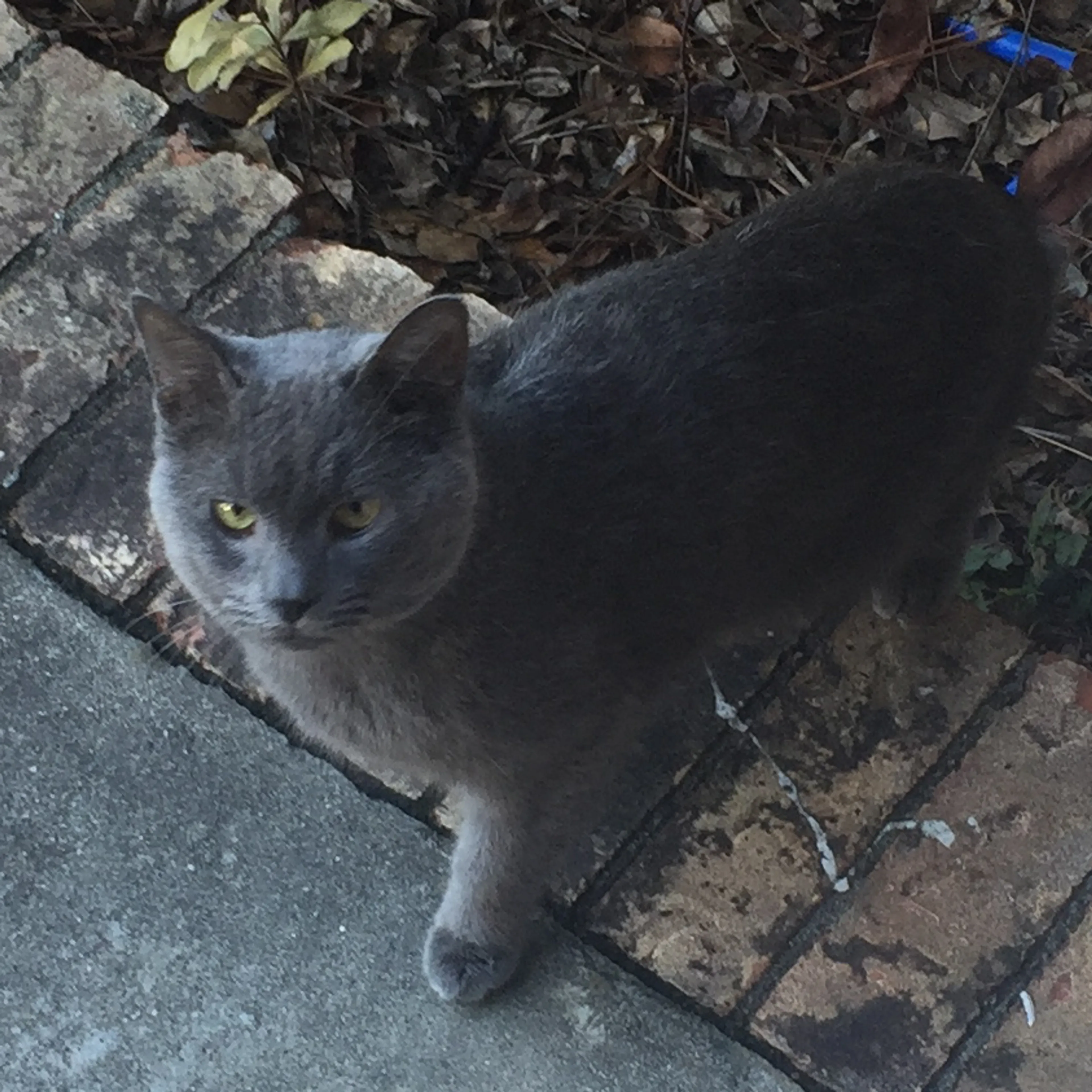 Lost pet-3