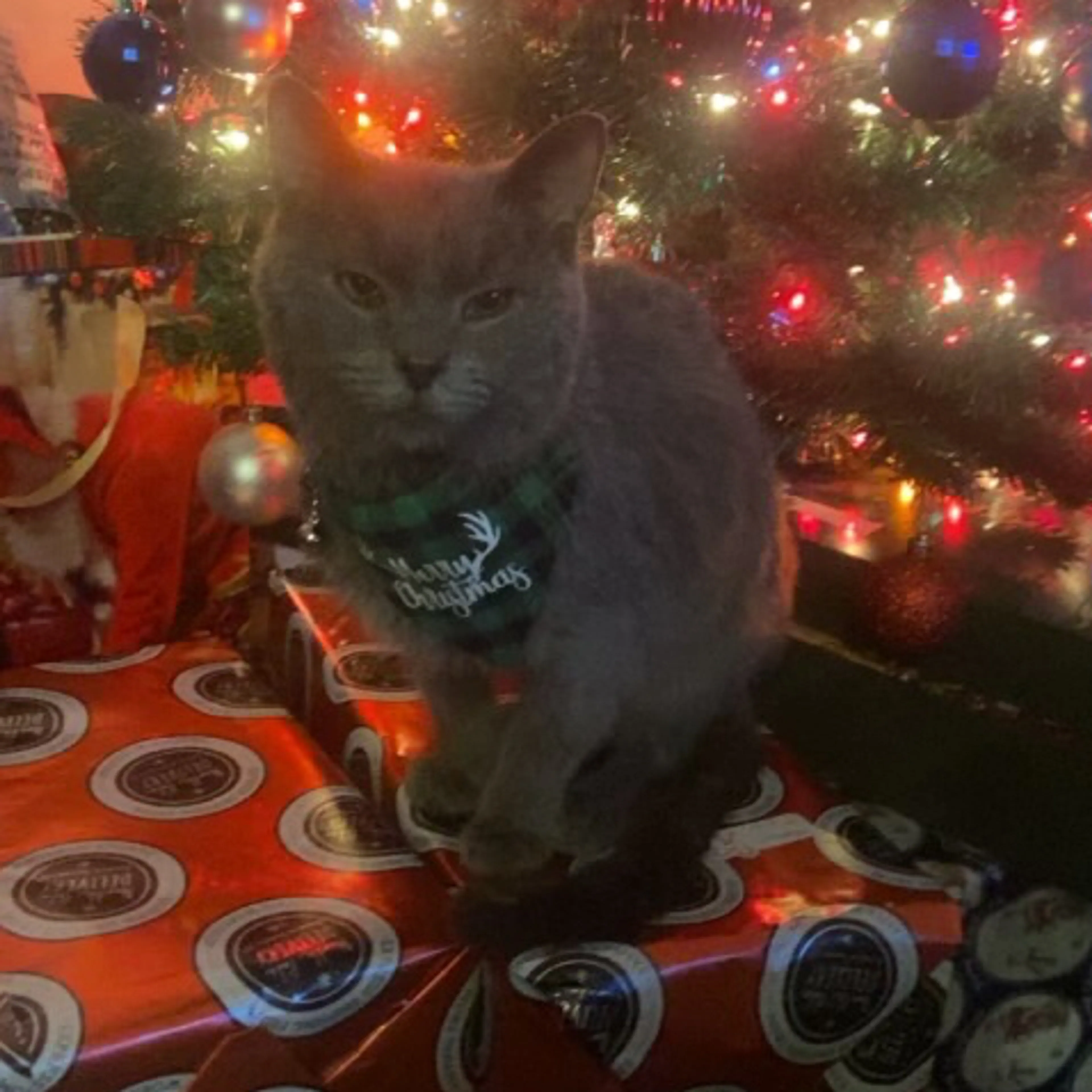 Lost pet-2