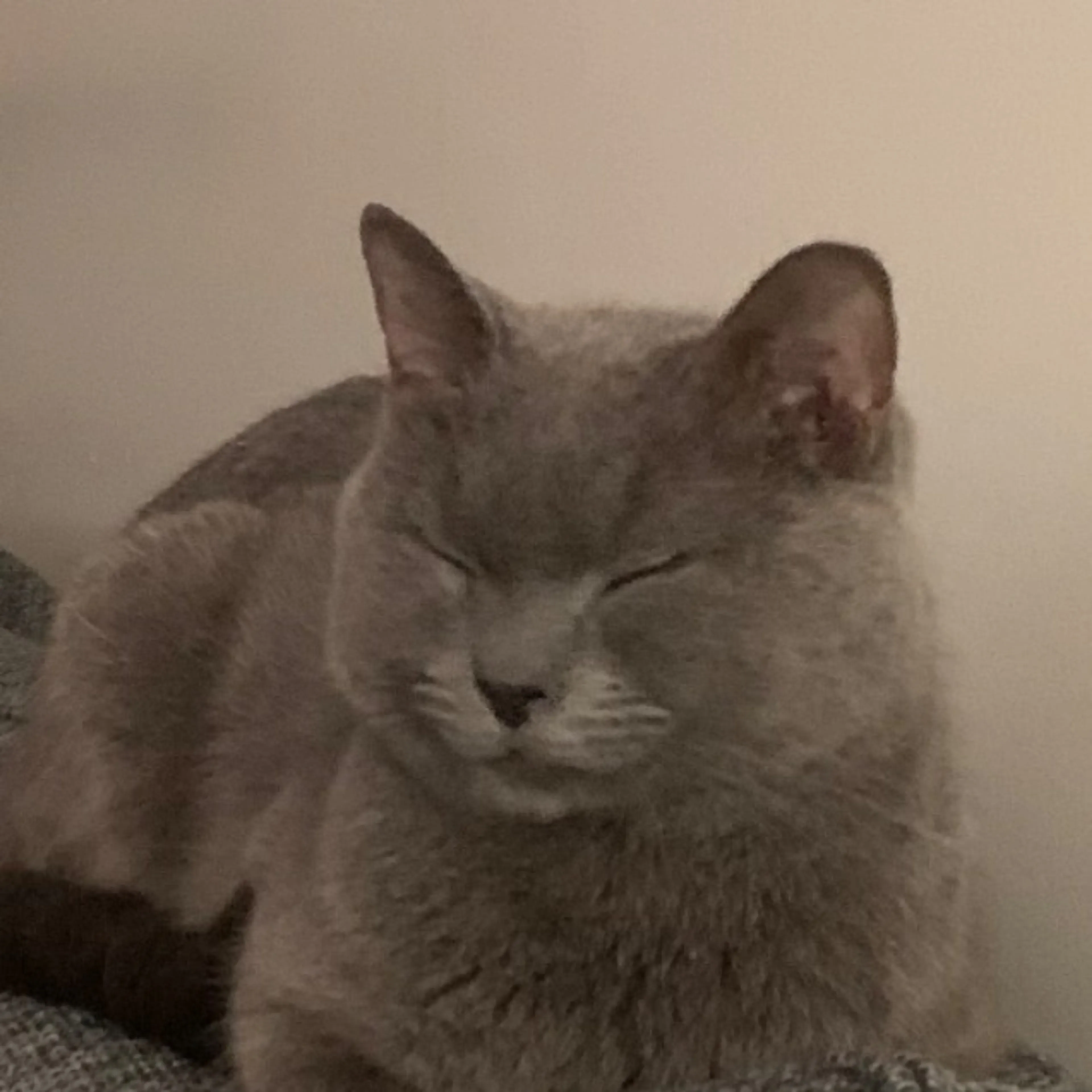Lost pet-0
