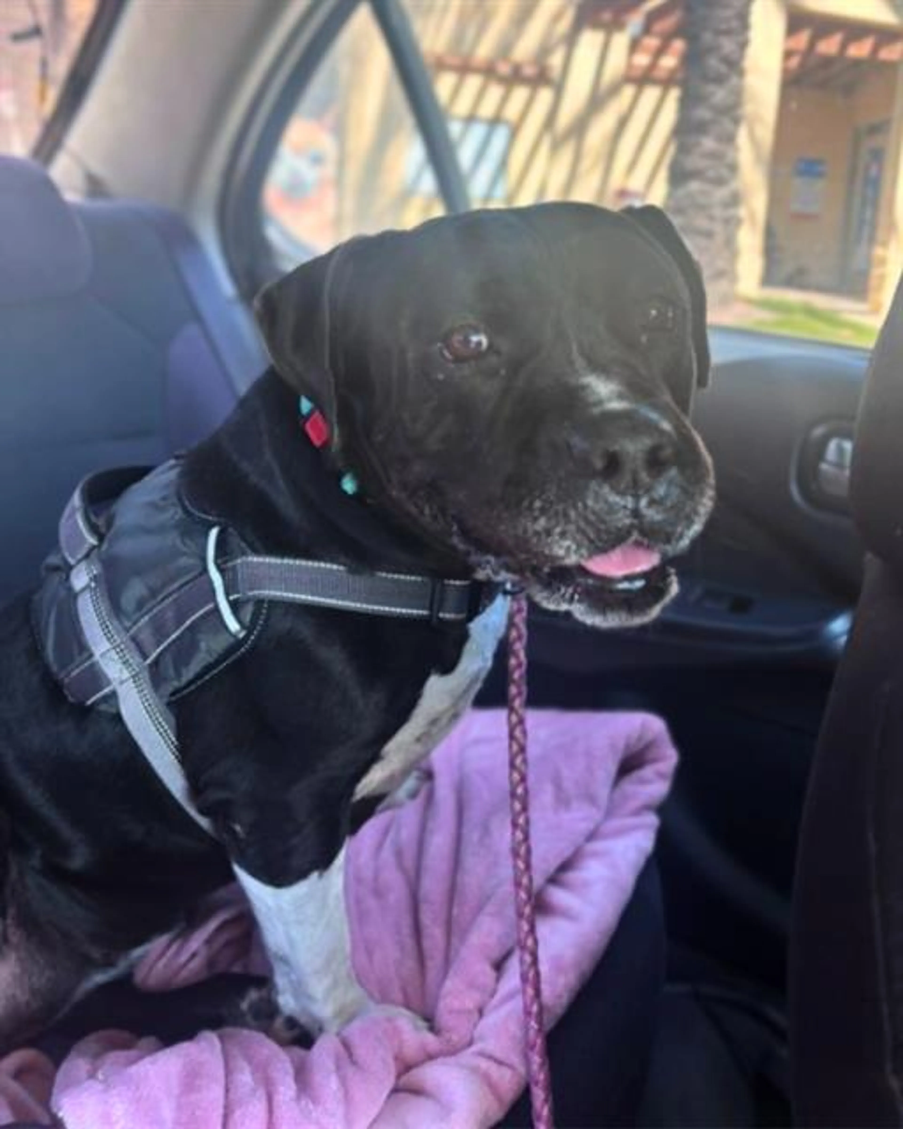 Found pet
