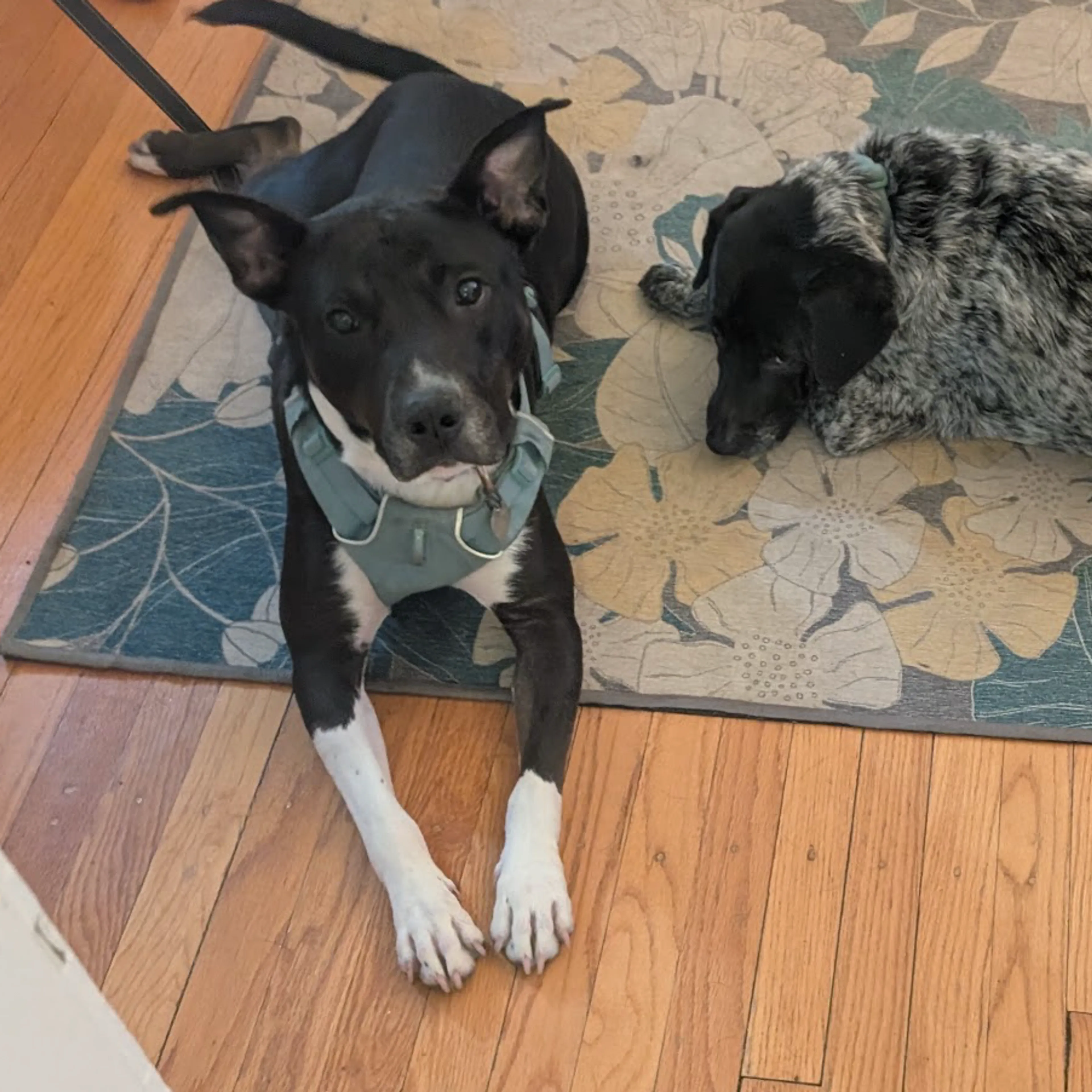 Found pet-14