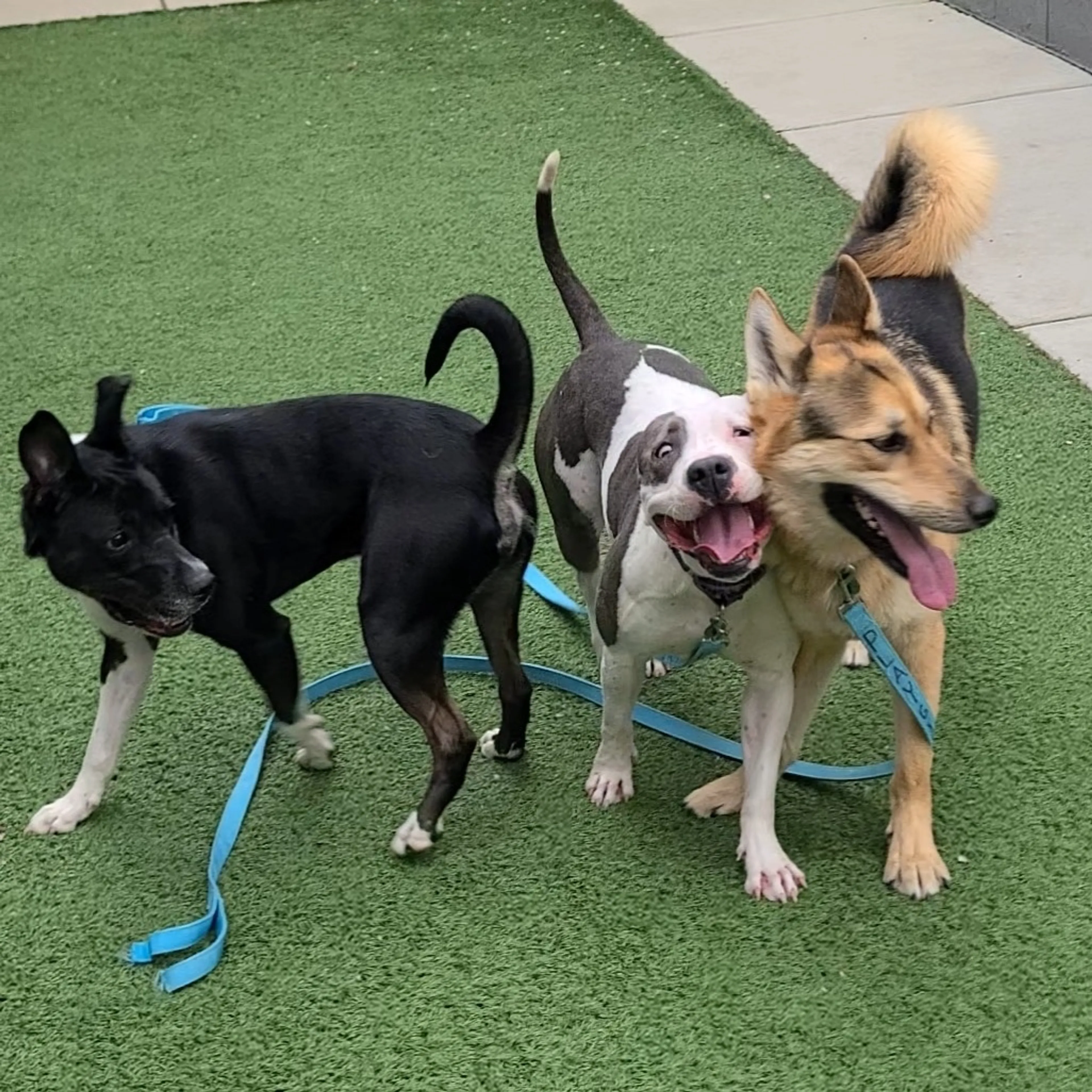 Found pet-28
