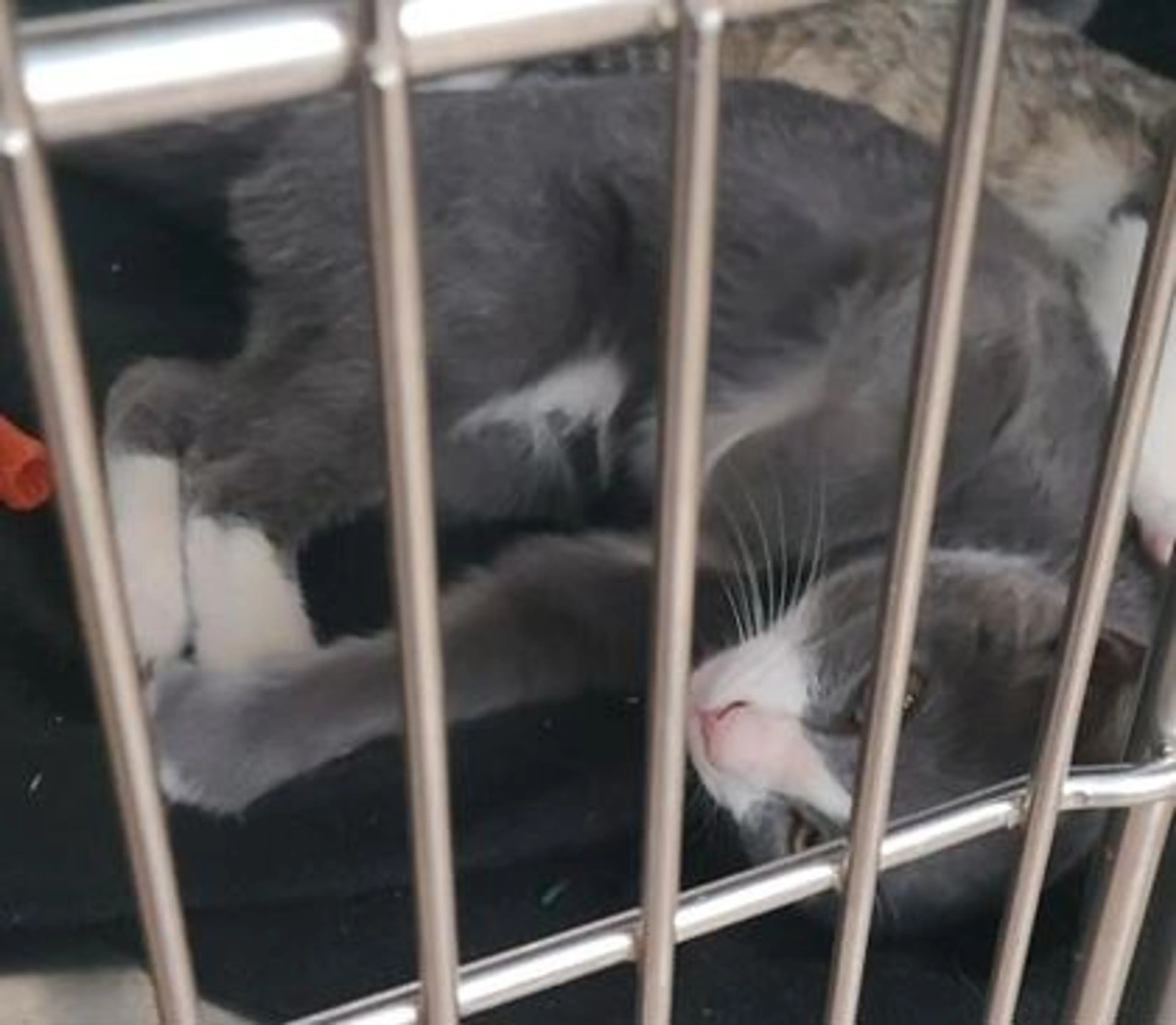 Found pet
