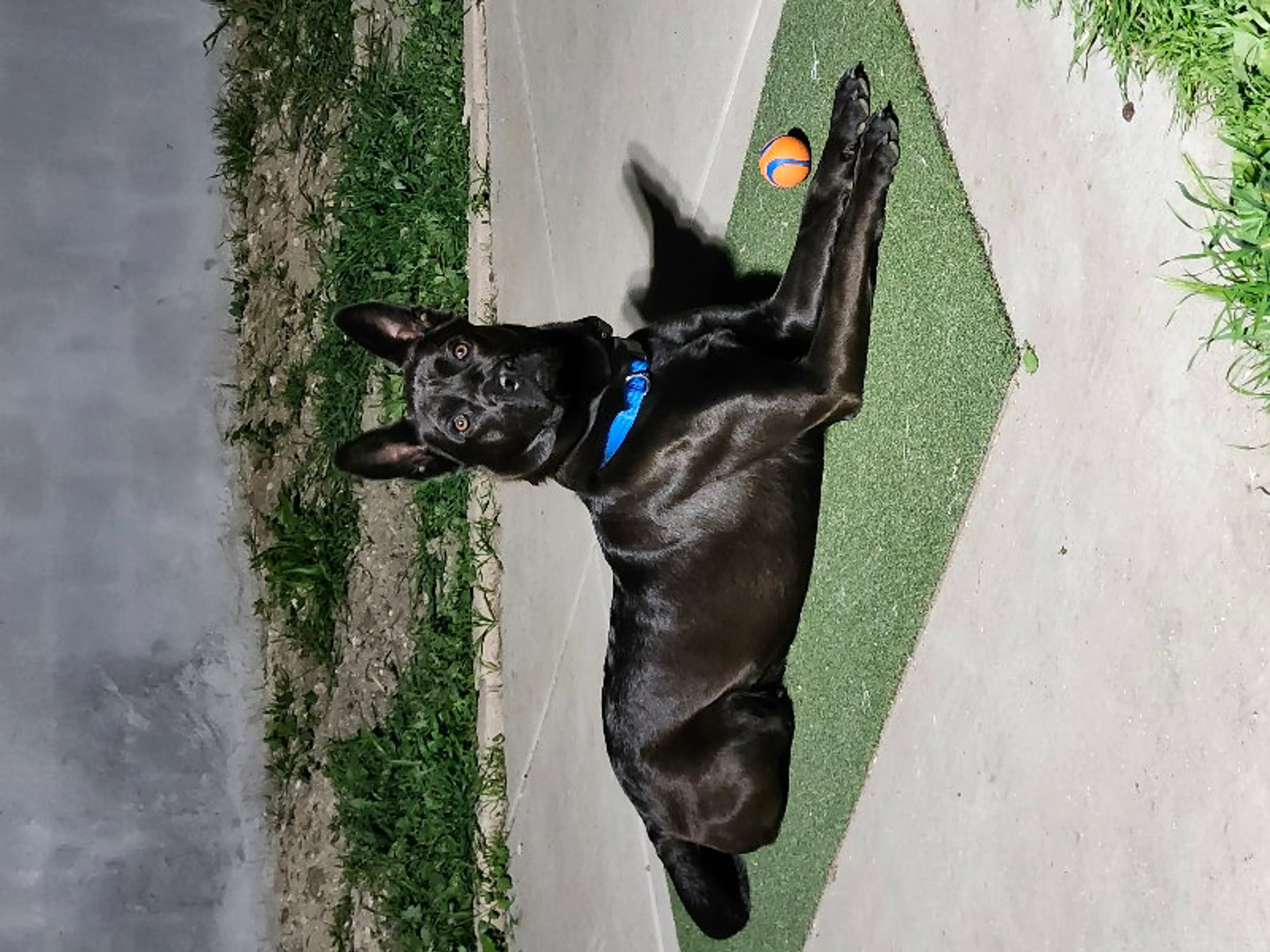 Found pet-0