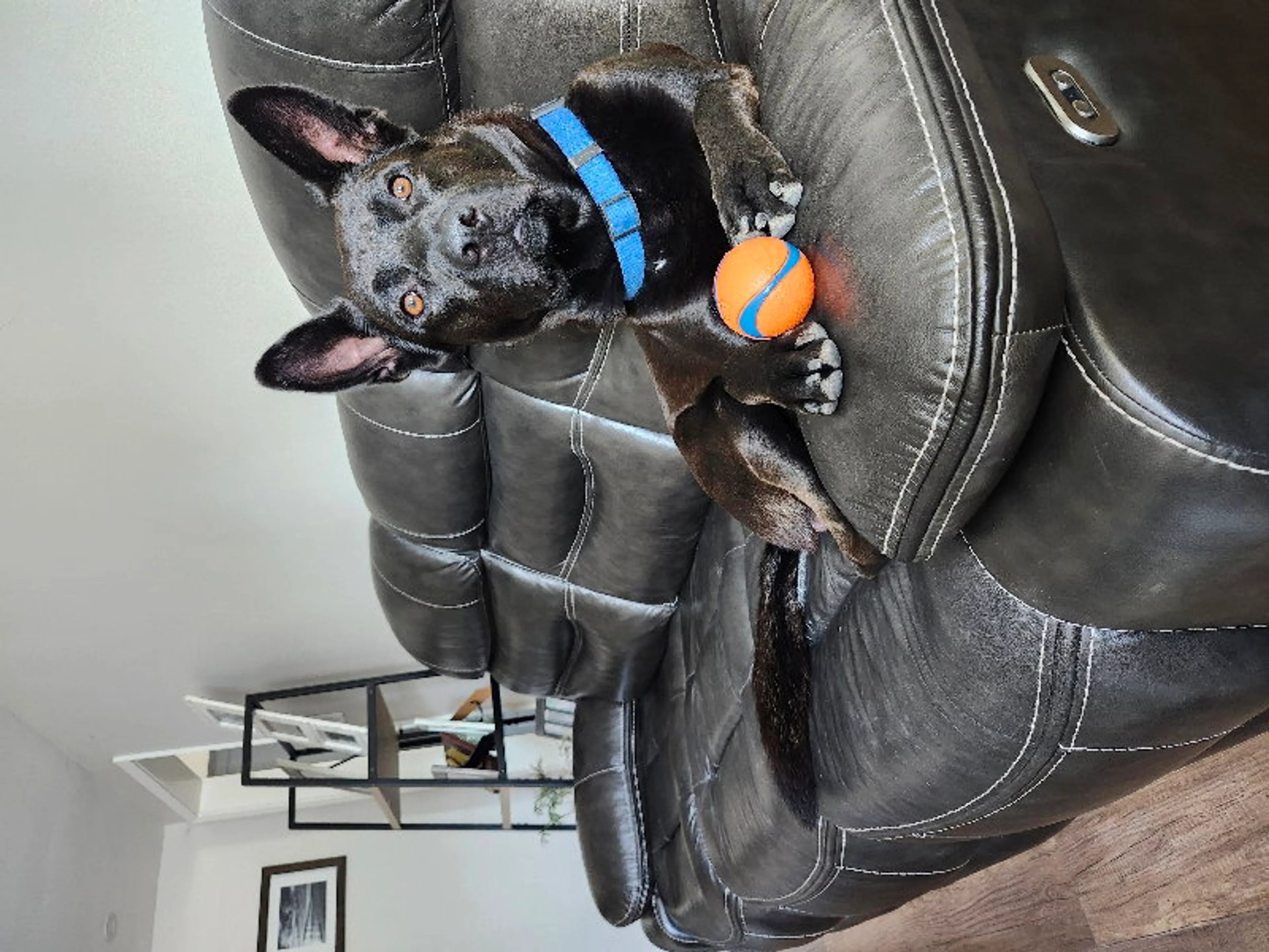 Found pet-2