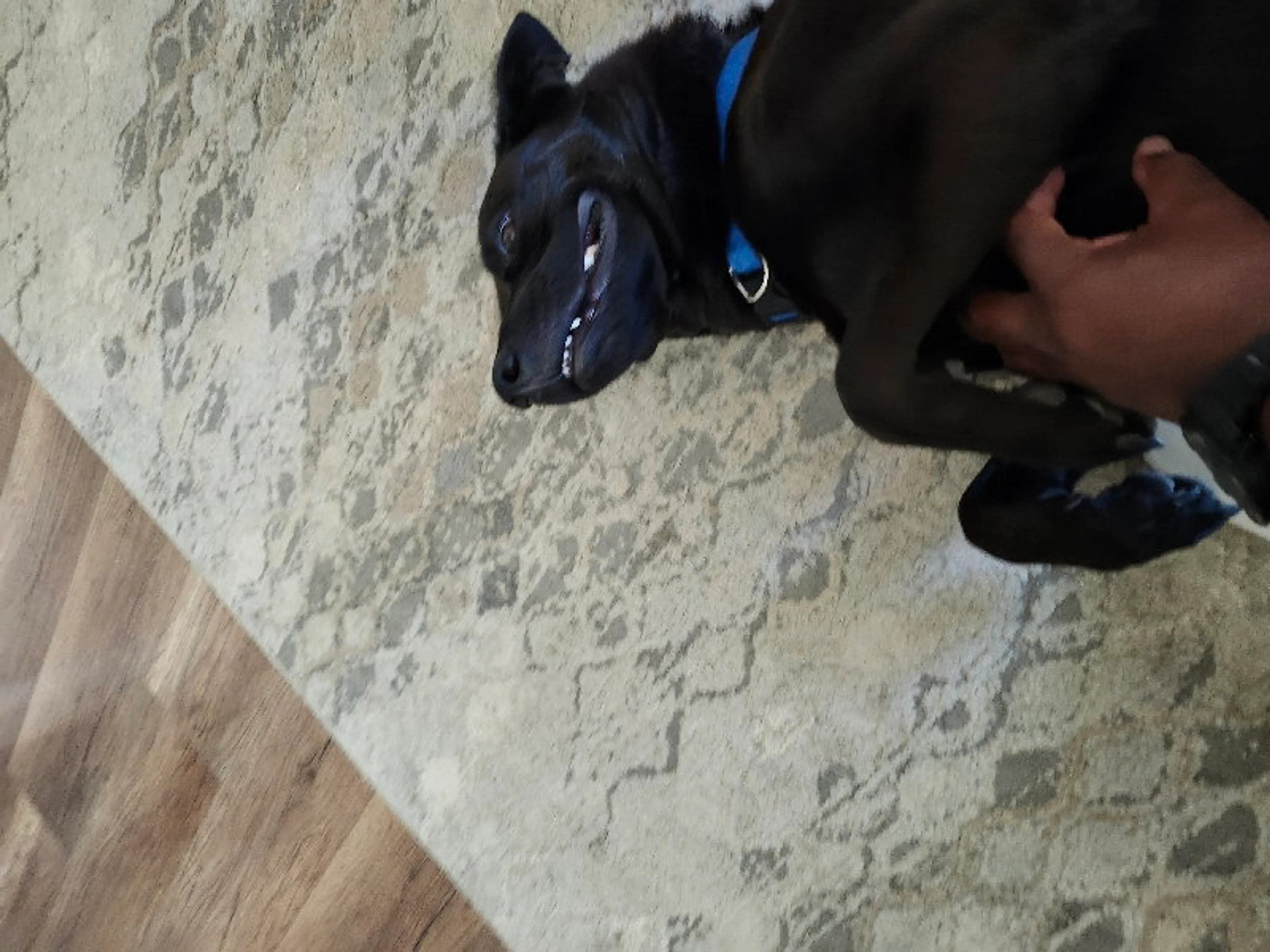 Found pet-3
