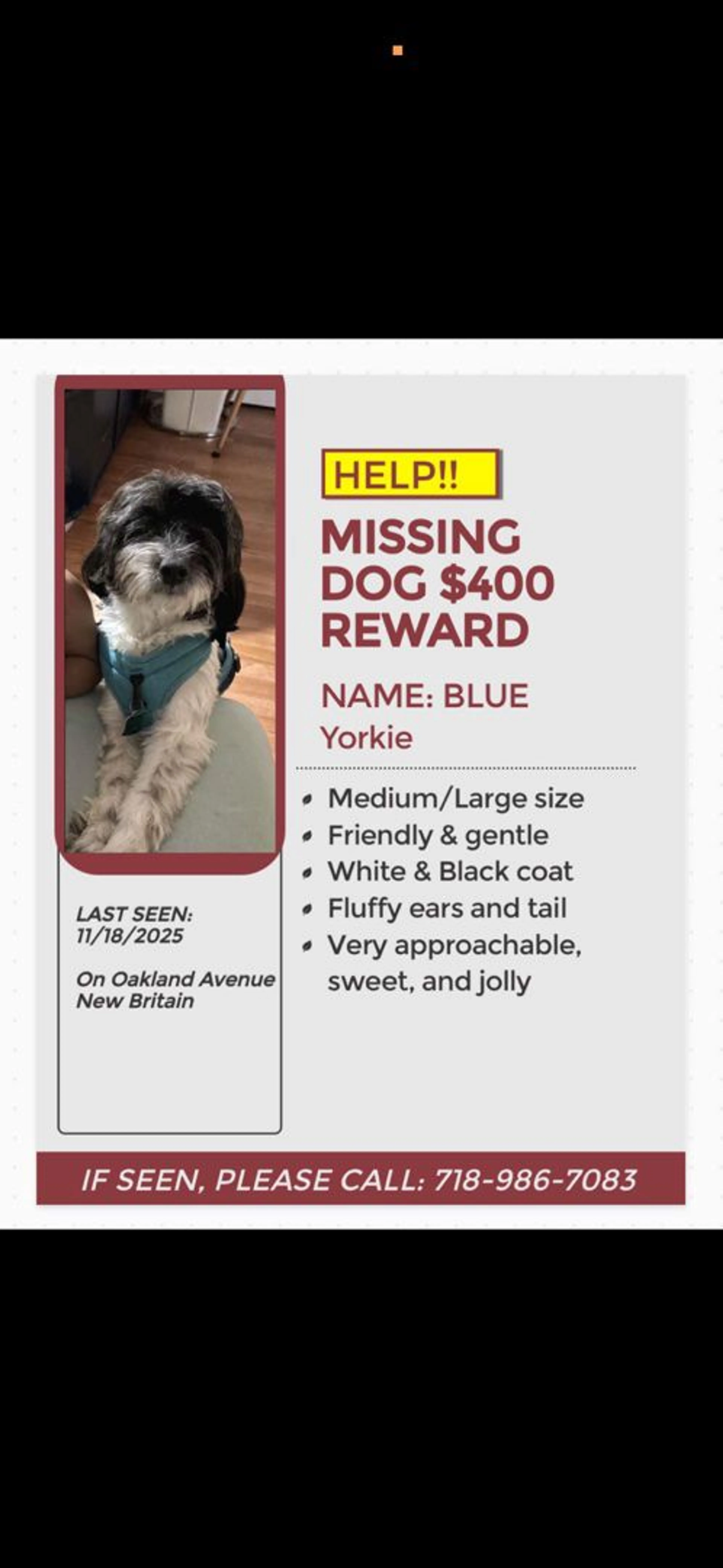 Lost pet