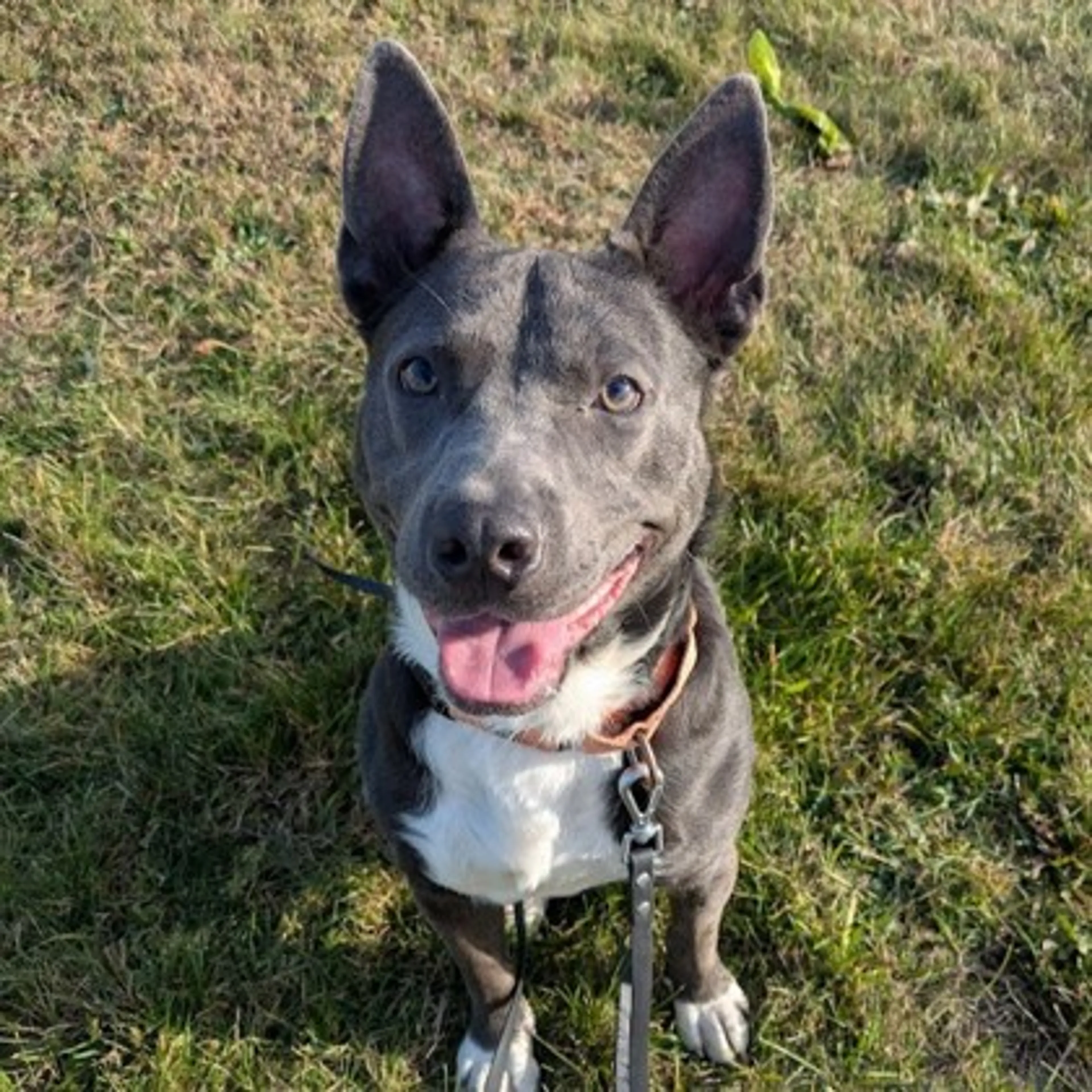 Found pet