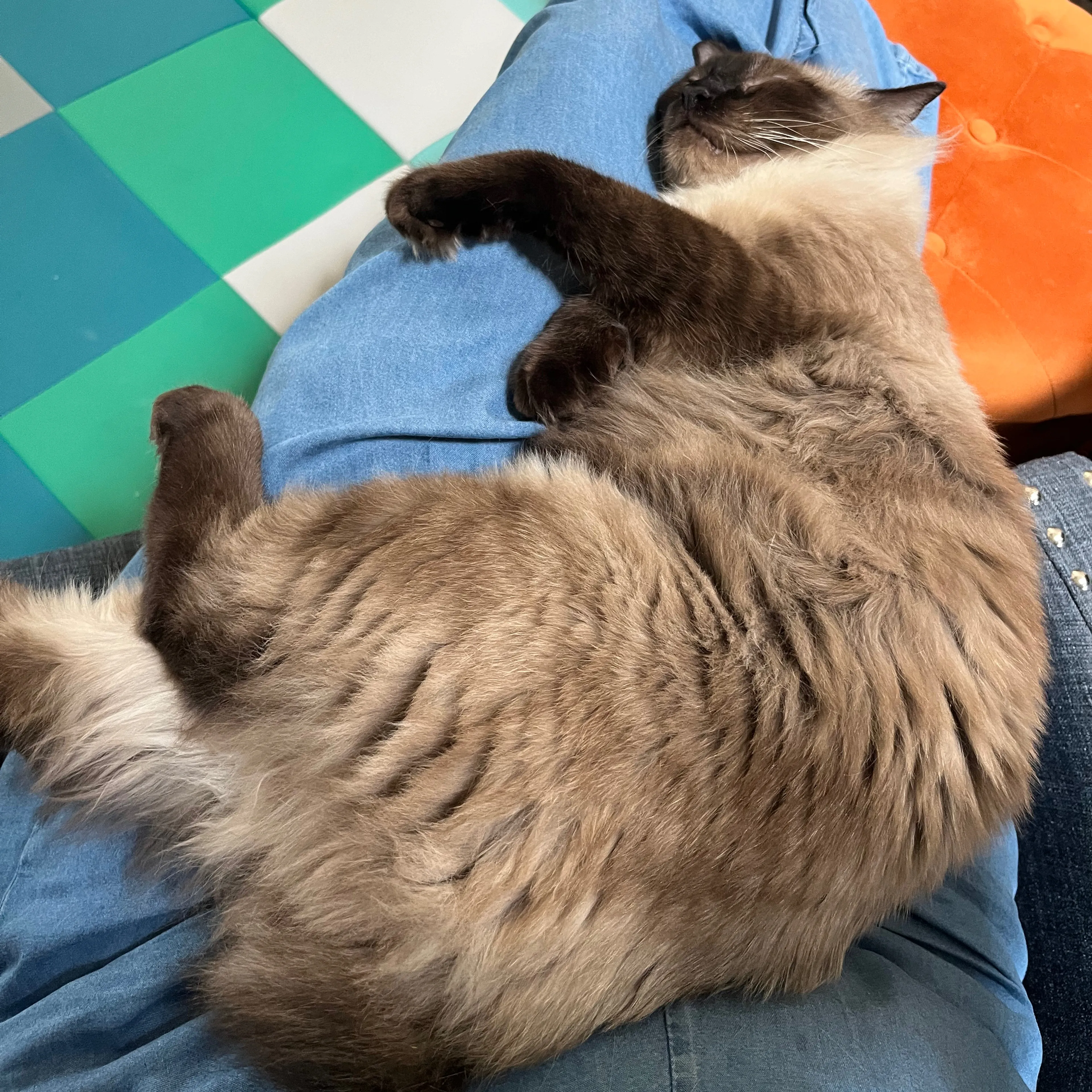 Lost pet-1
