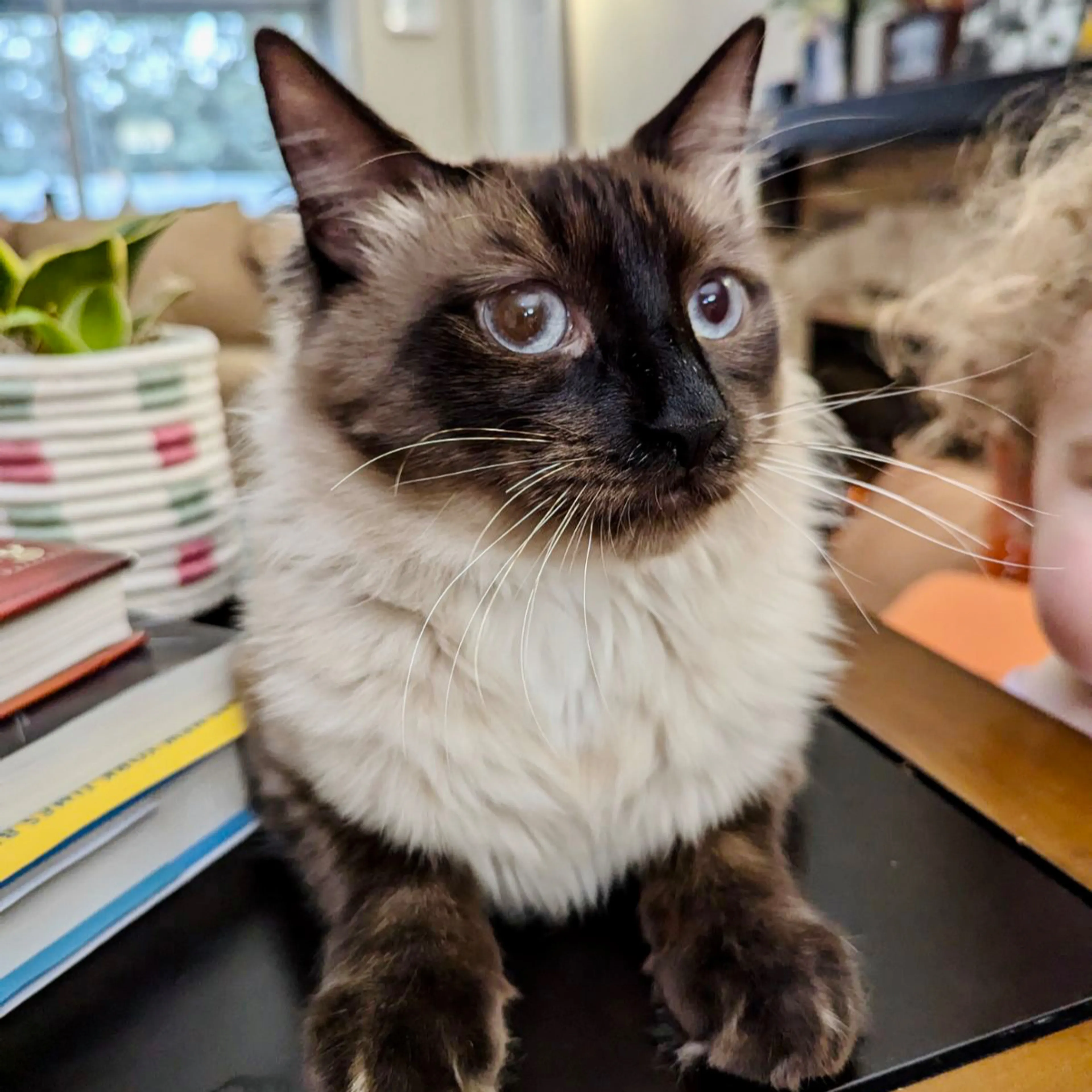 Lost pet-2