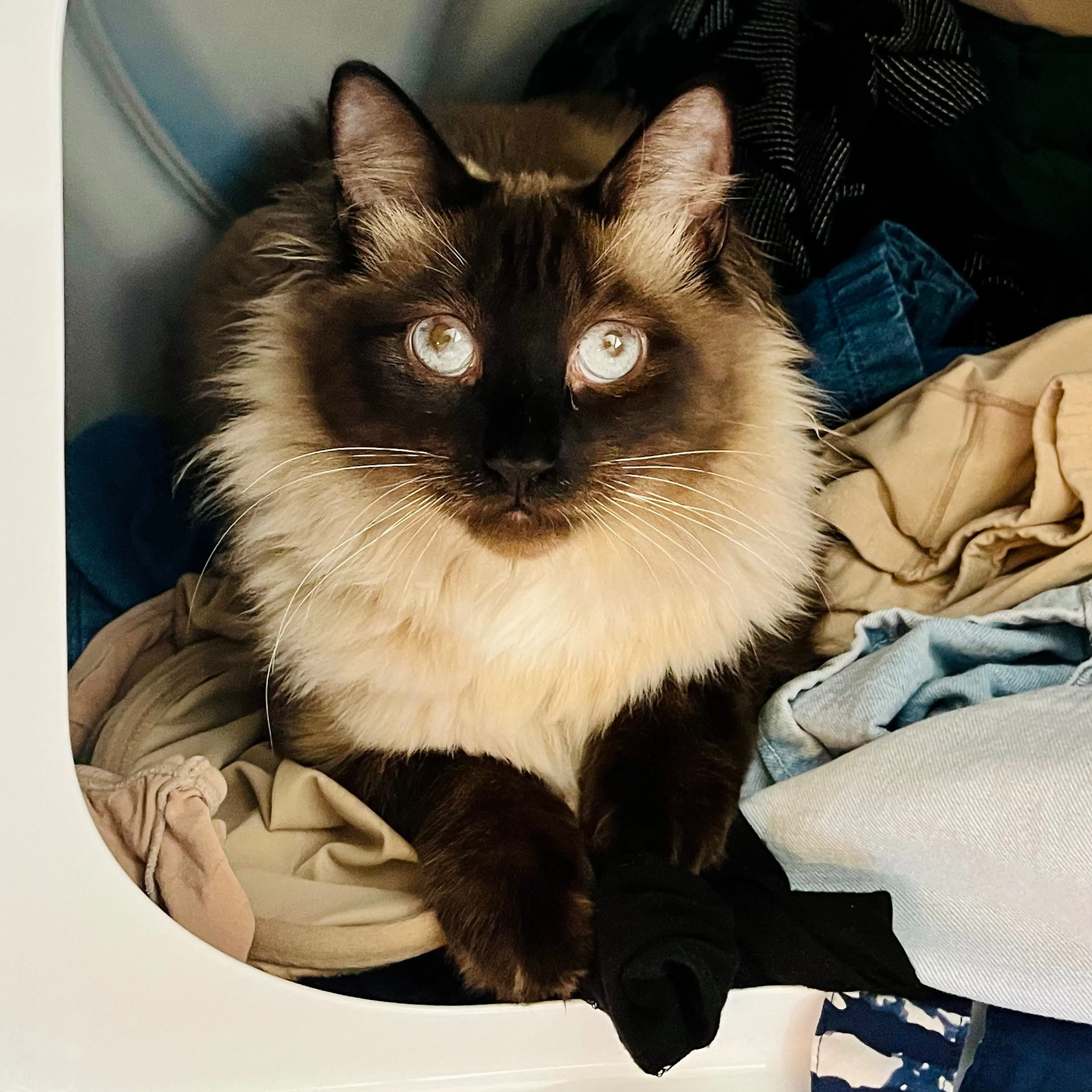 Lost pet-3
