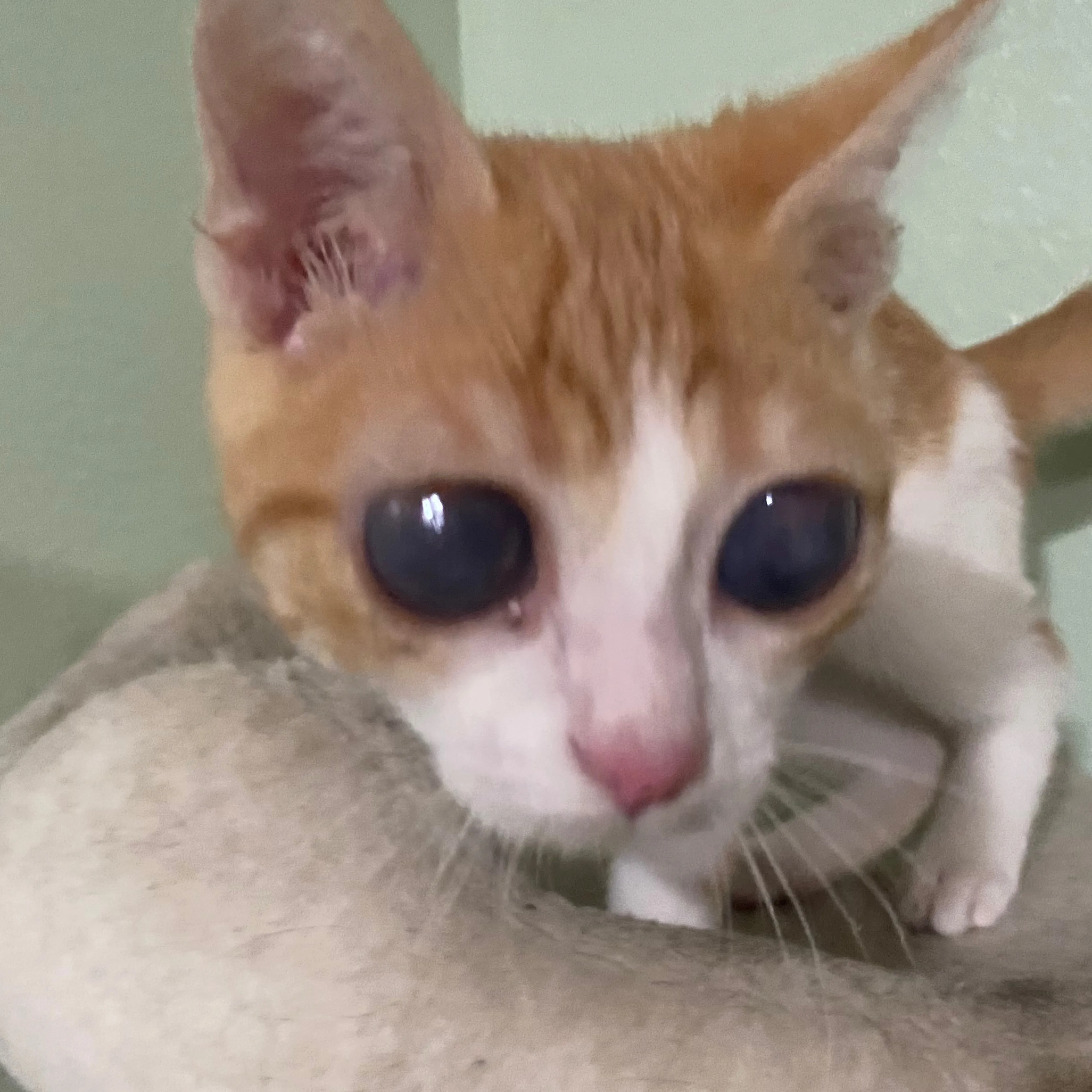 Lost pet-2