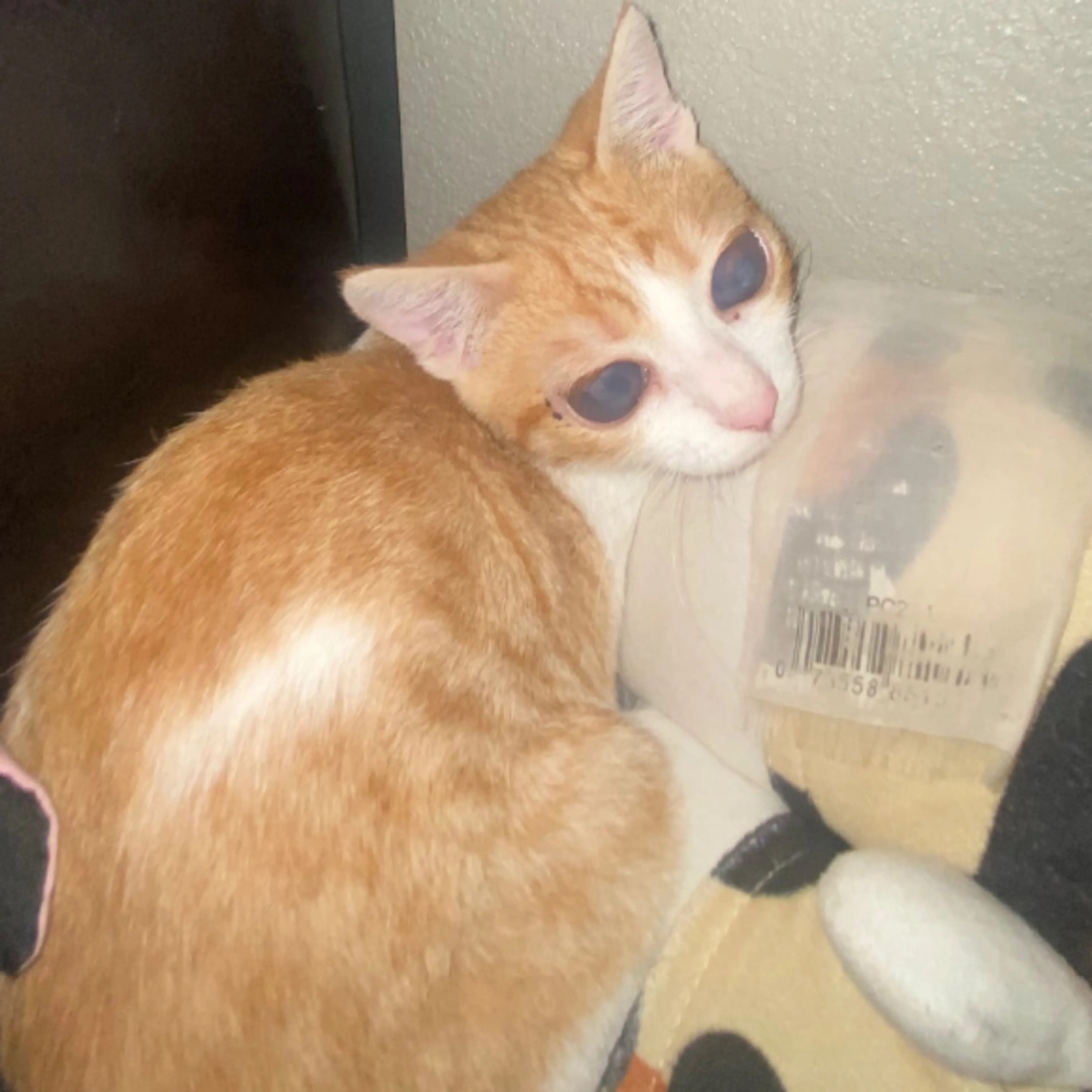 Lost pet-0