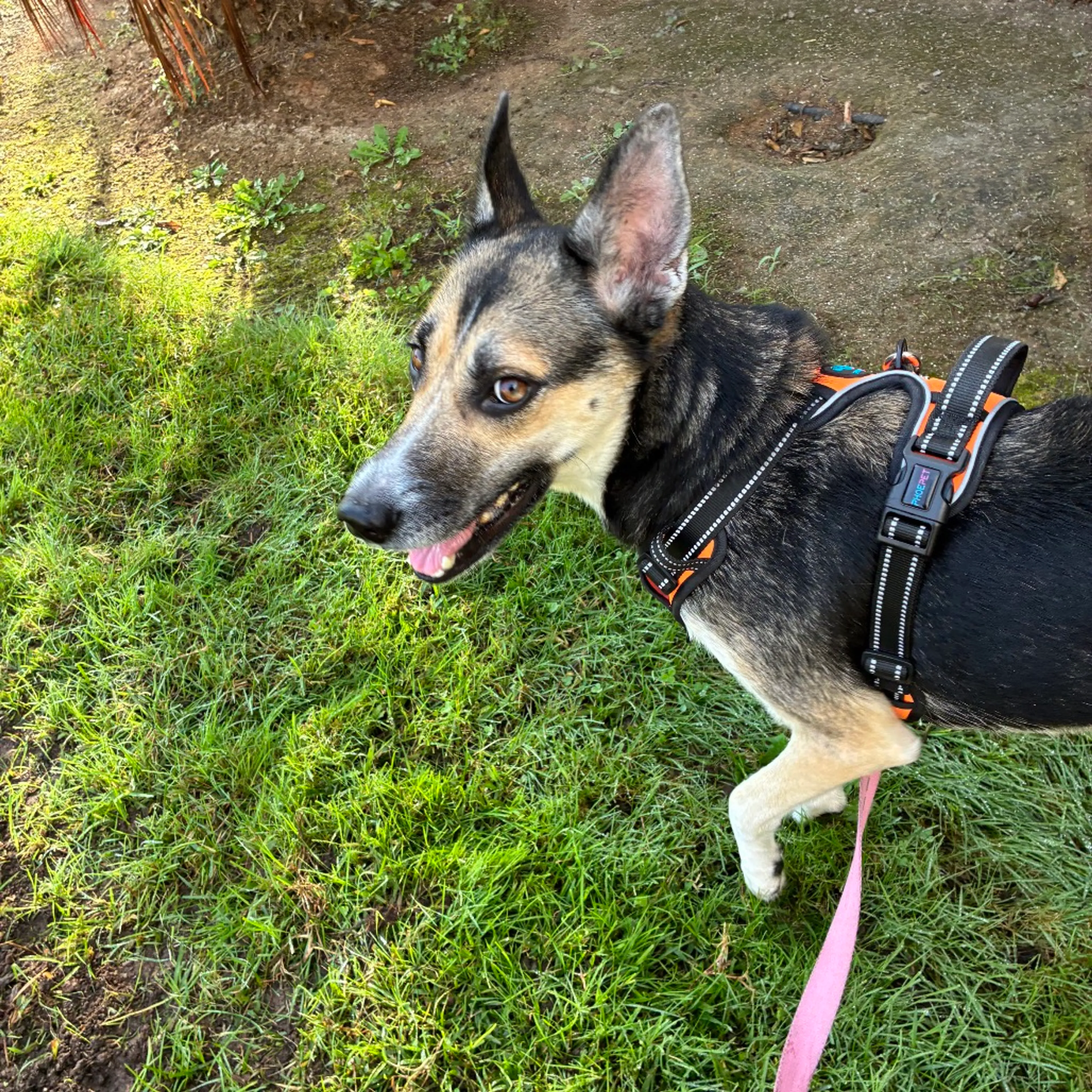 Found pet-1