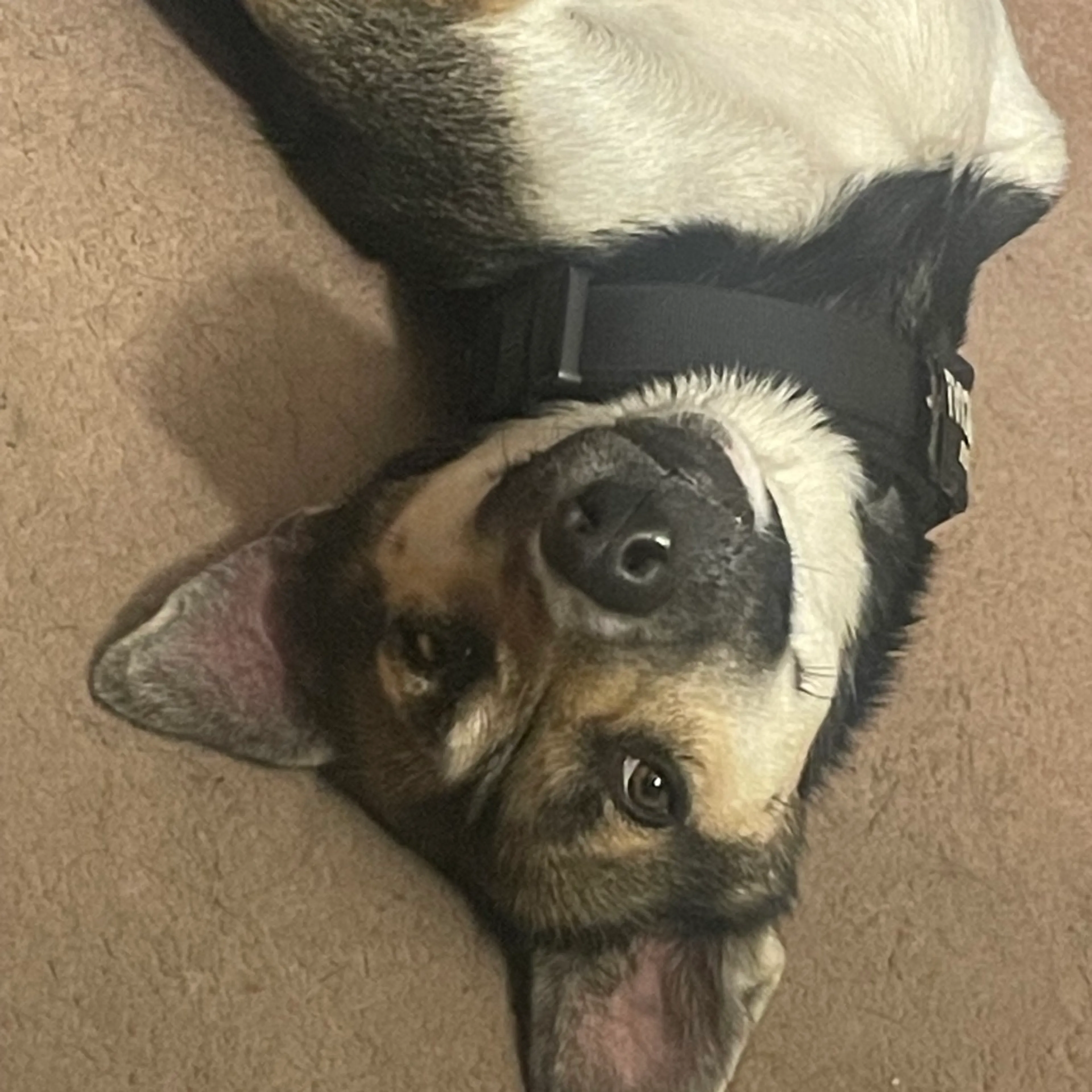 Found pet-3