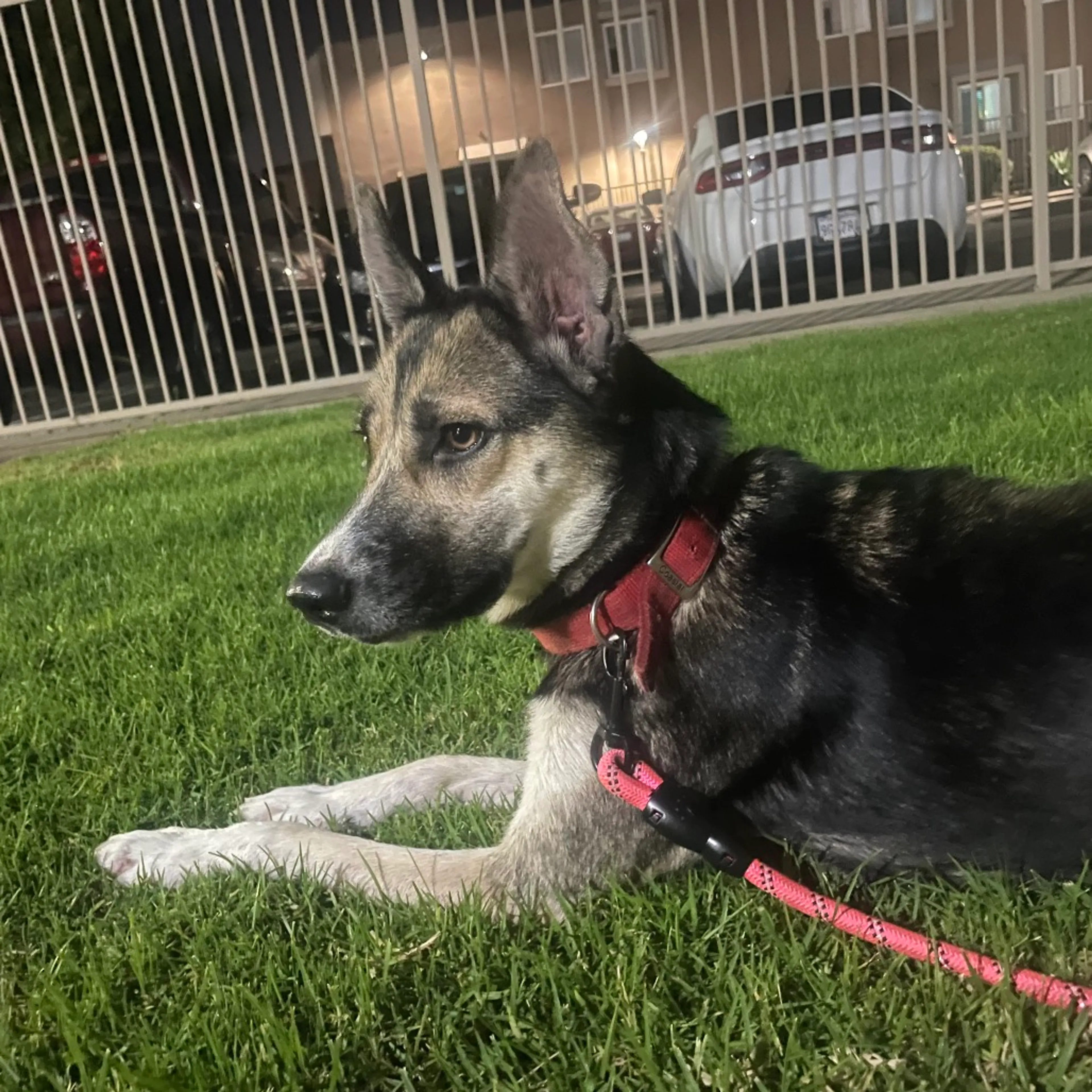 Found pet-4