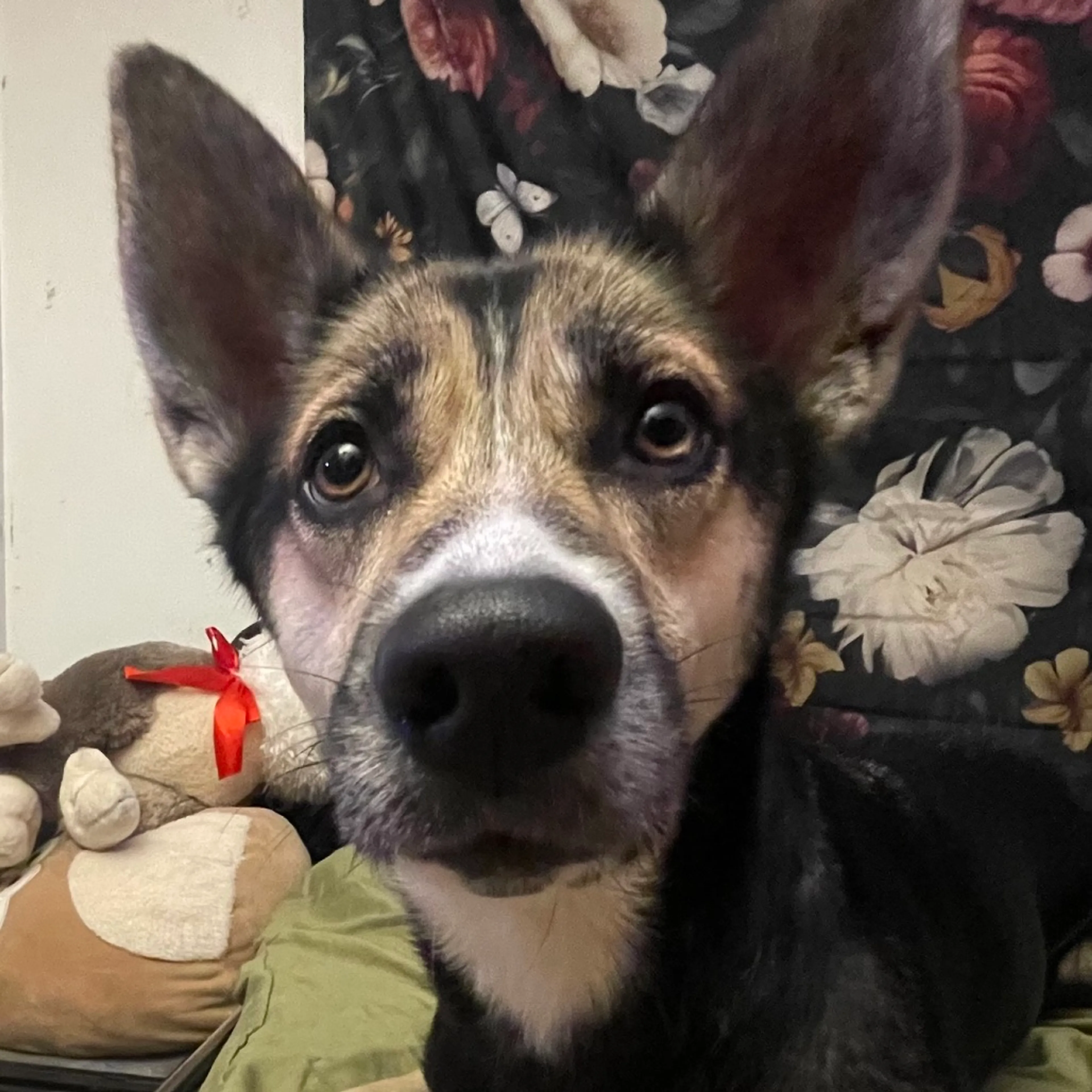 Found pet-5