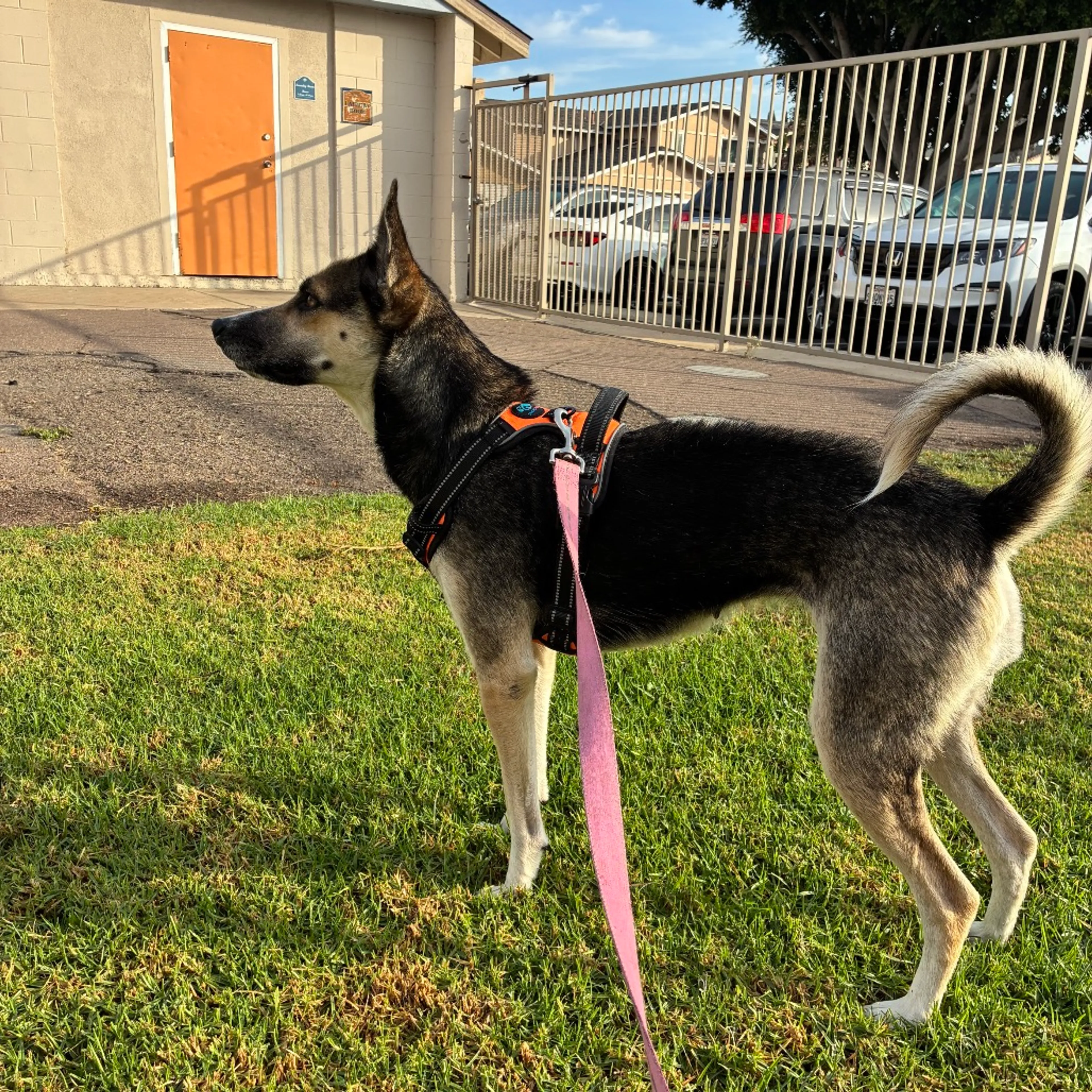 Found pet-2
