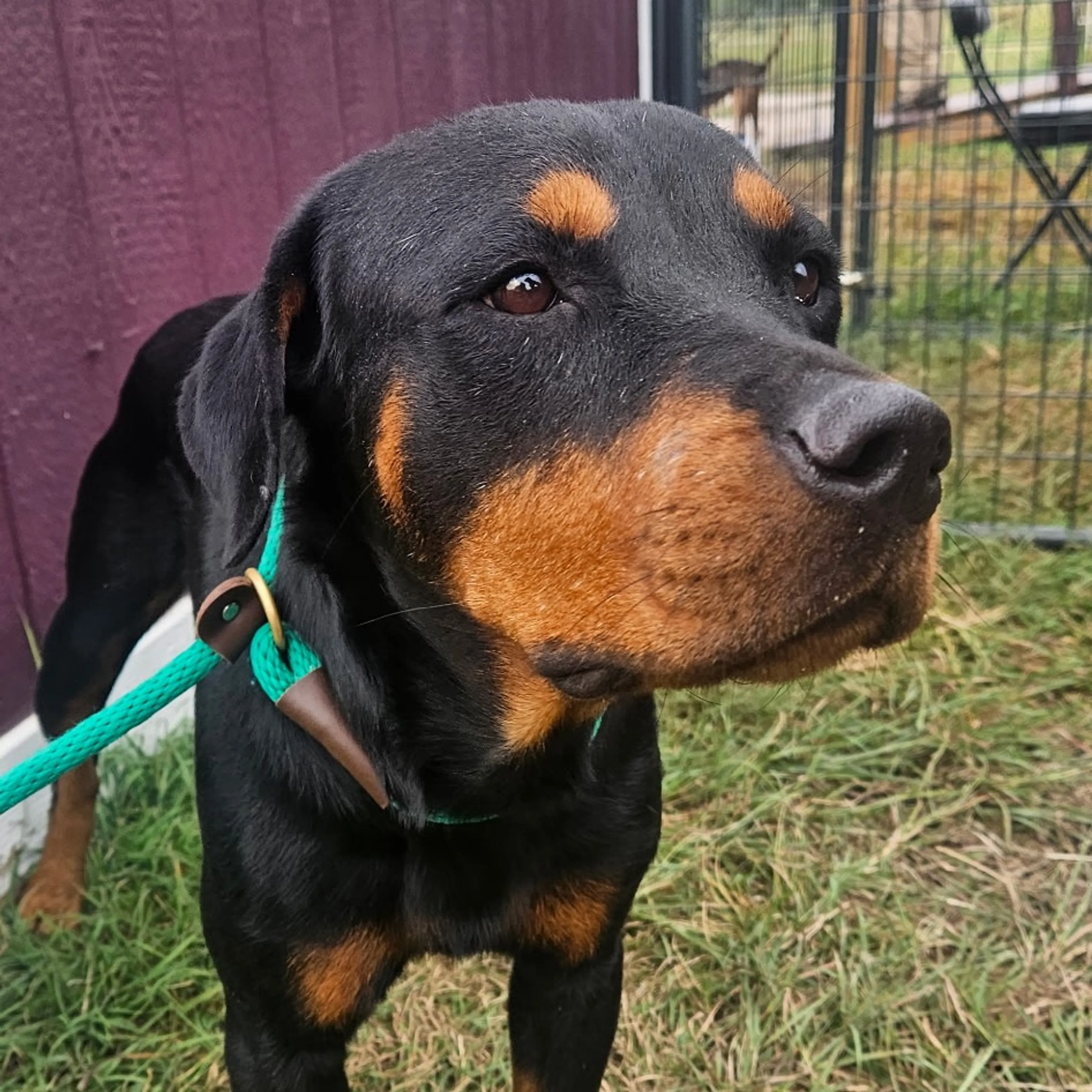 Found pet-1