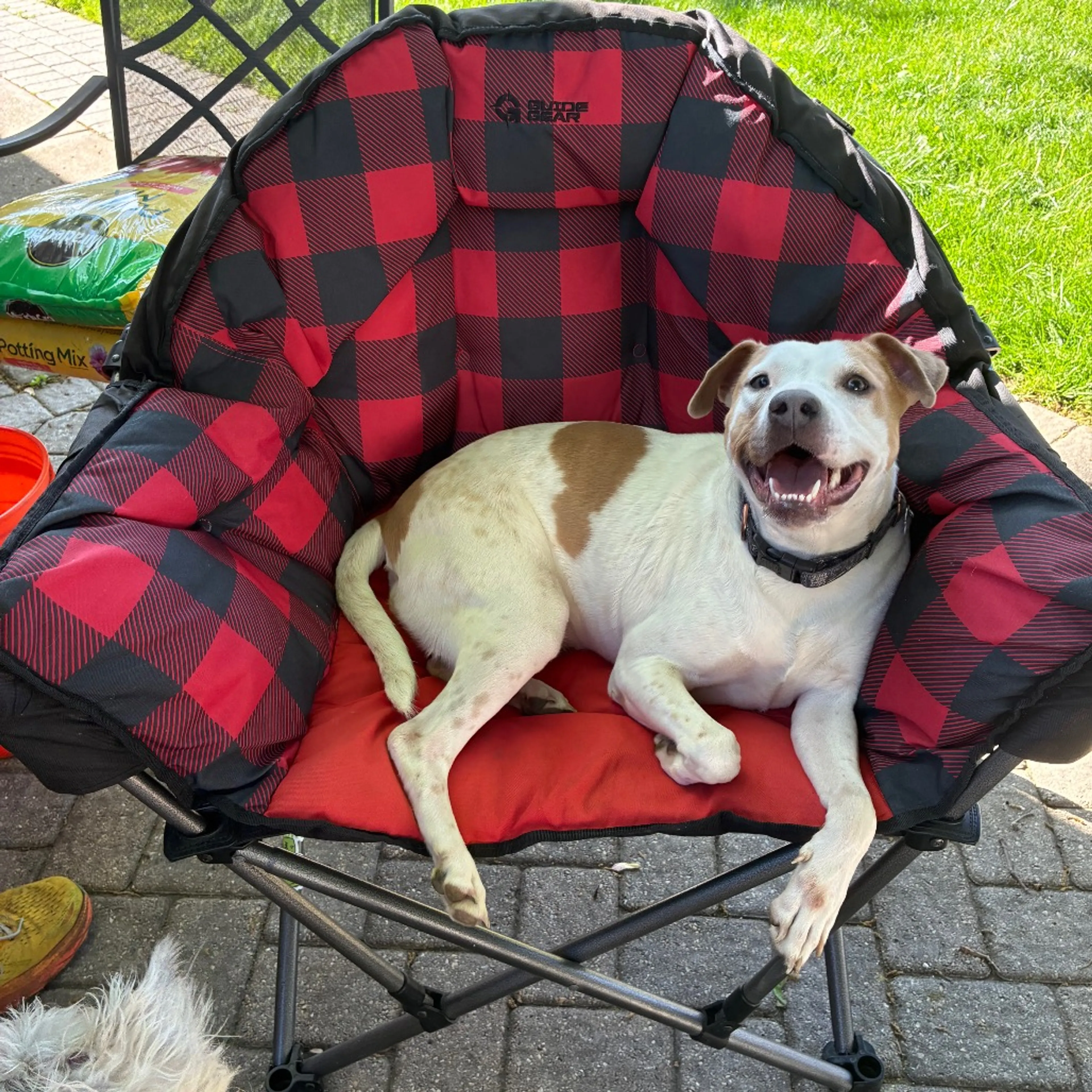 Found pet-45