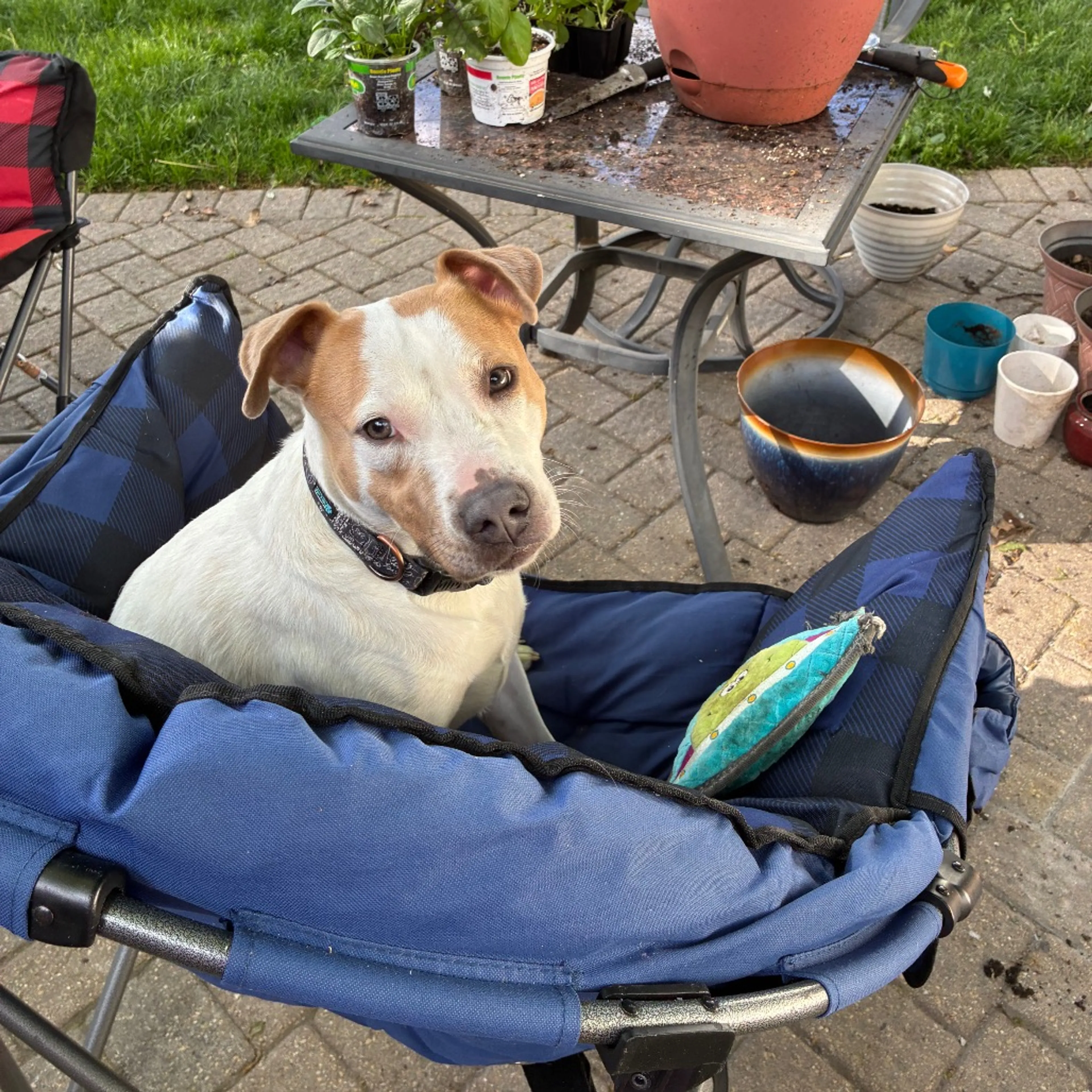 Found pet-43