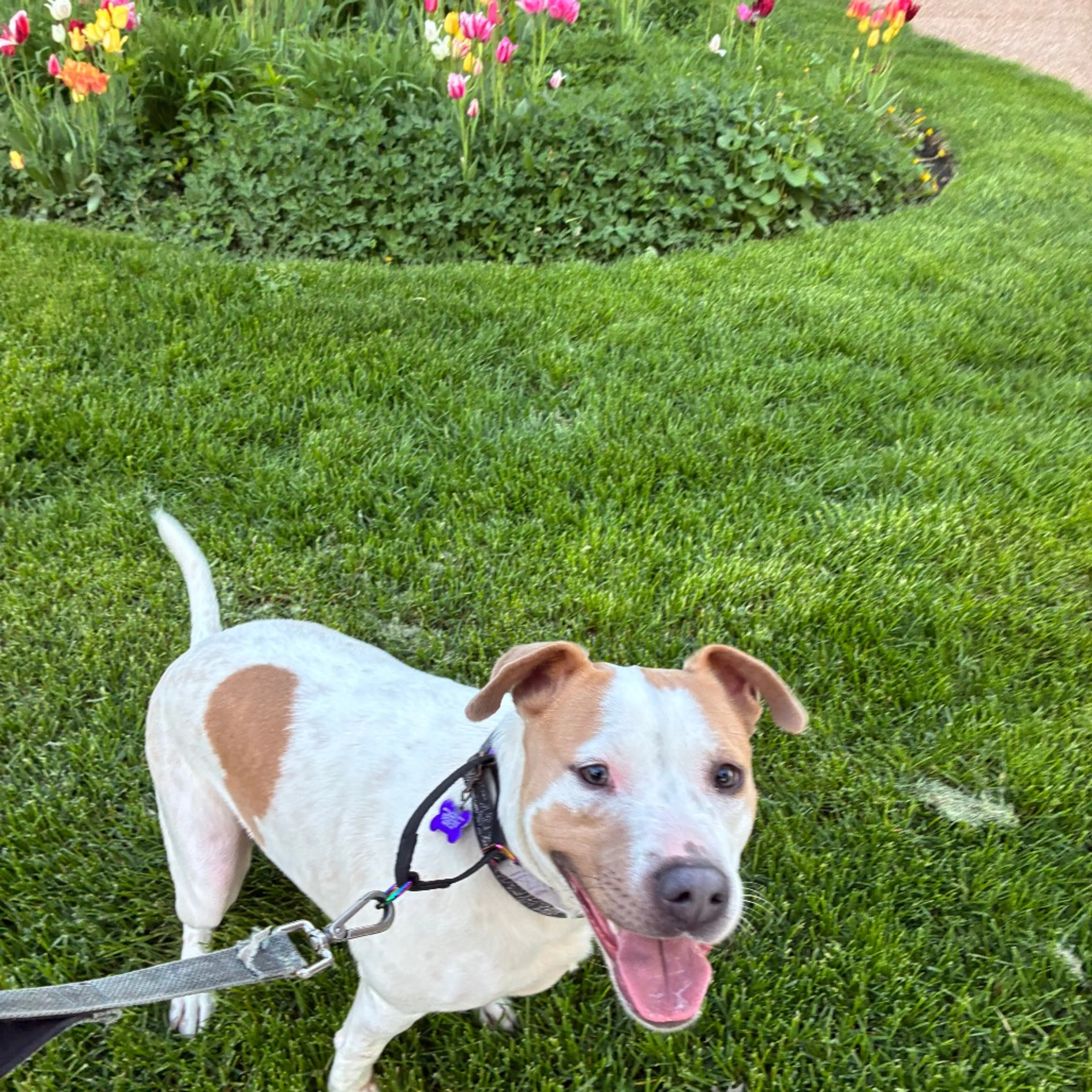 Found pet-41